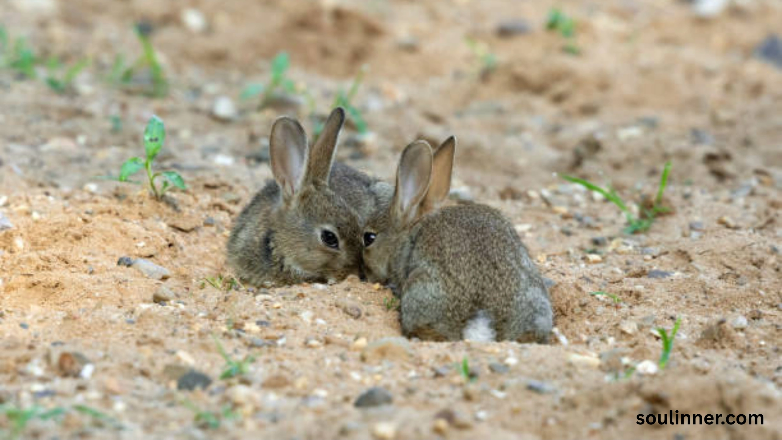 Seeing 2 Rabbits Spiritual Meaning