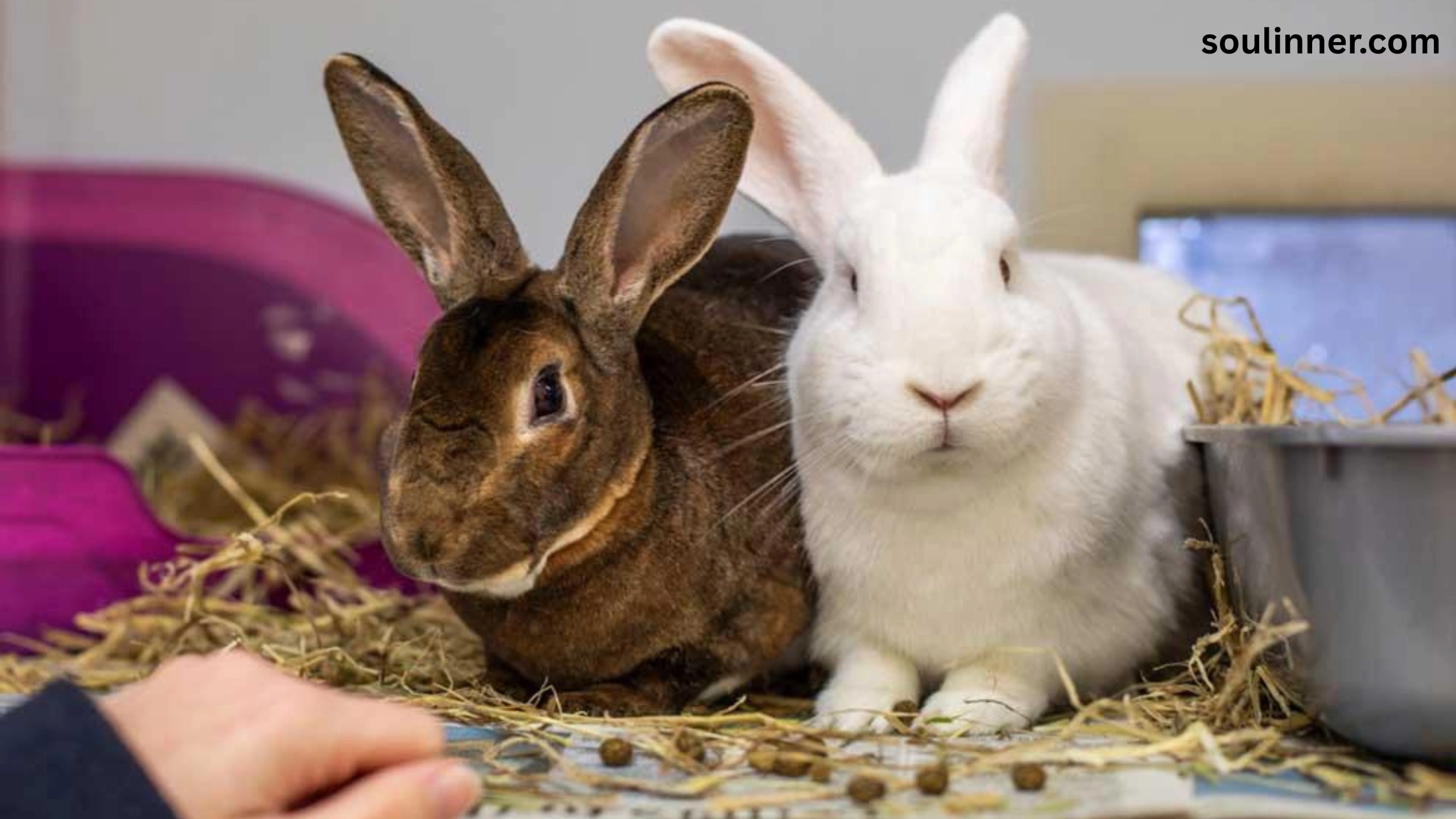 Seeing 2 Rabbits Spiritual Meaning