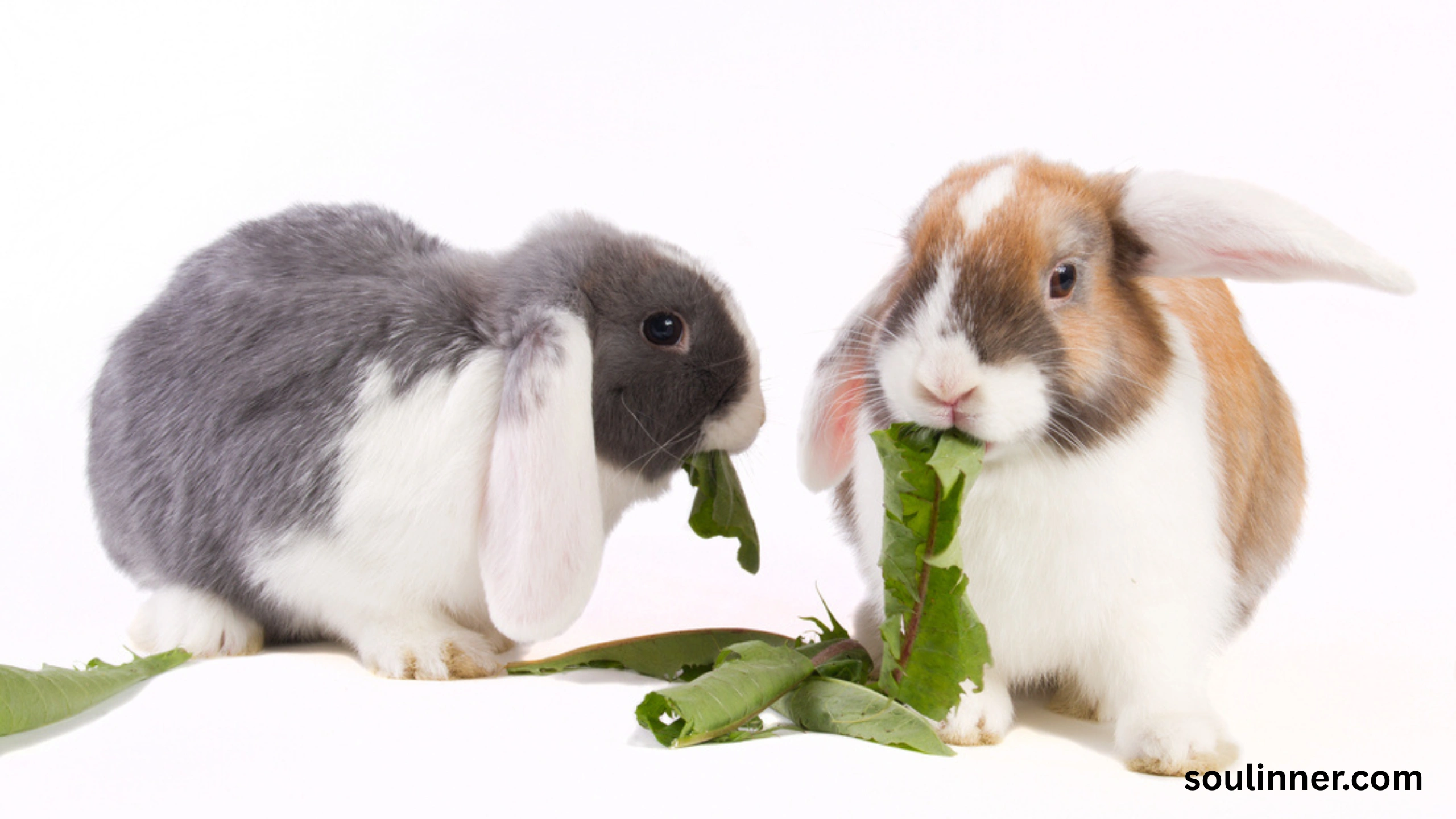 Seeing 2 Rabbits Spiritual Meaning