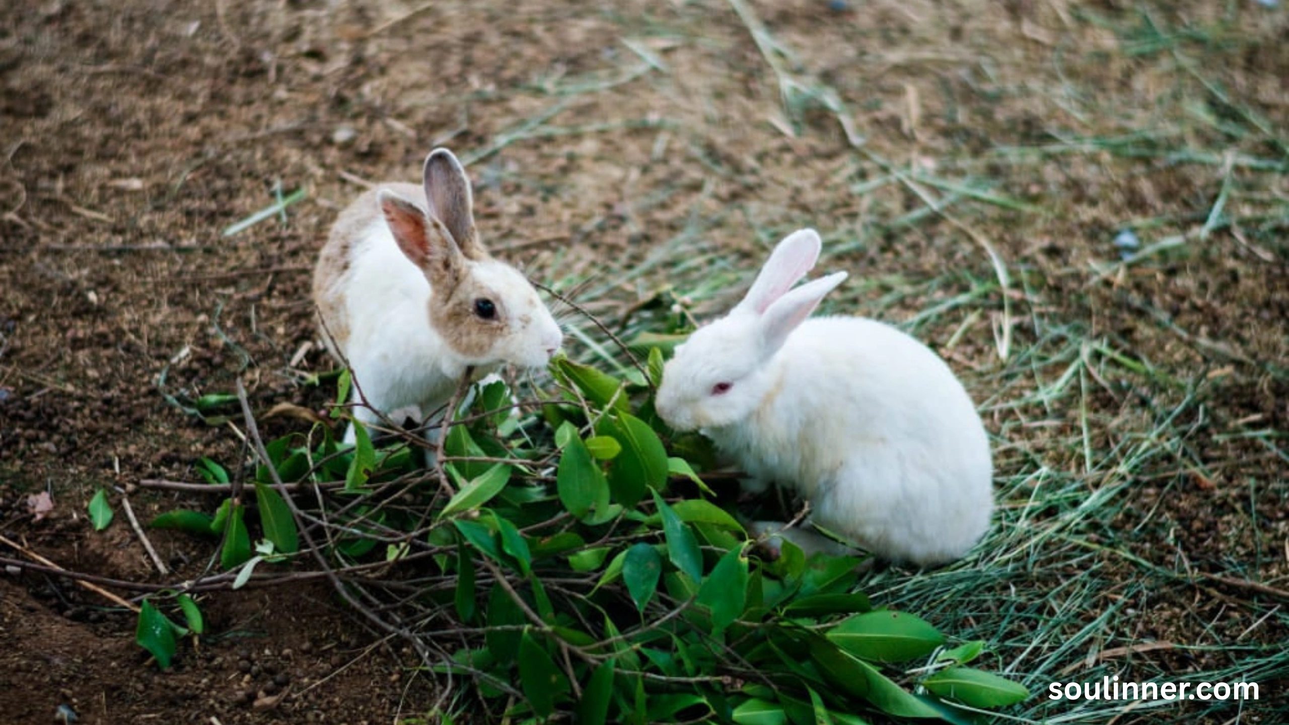 Seeing 2 Rabbits Spiritual Meaning