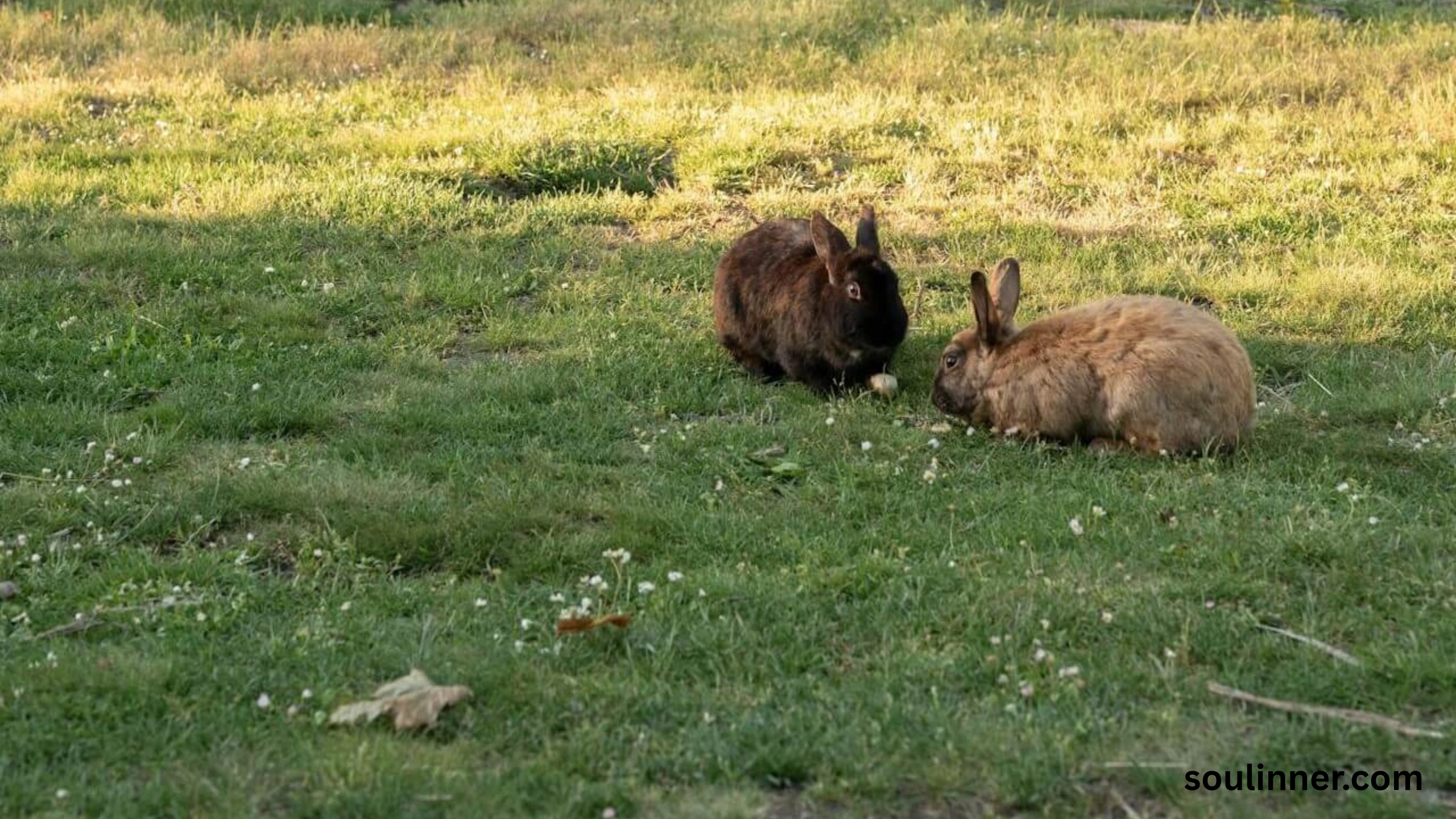 Seeing 2 Rabbits Spiritual Meaning 
