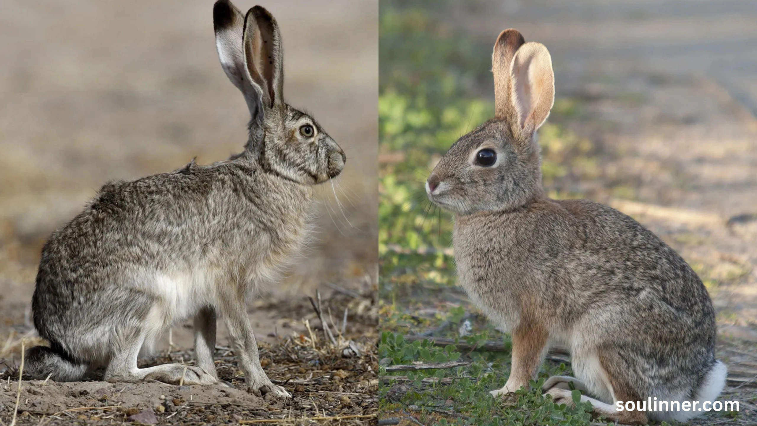 Seeing 2 Rabbits Spiritual Meaning