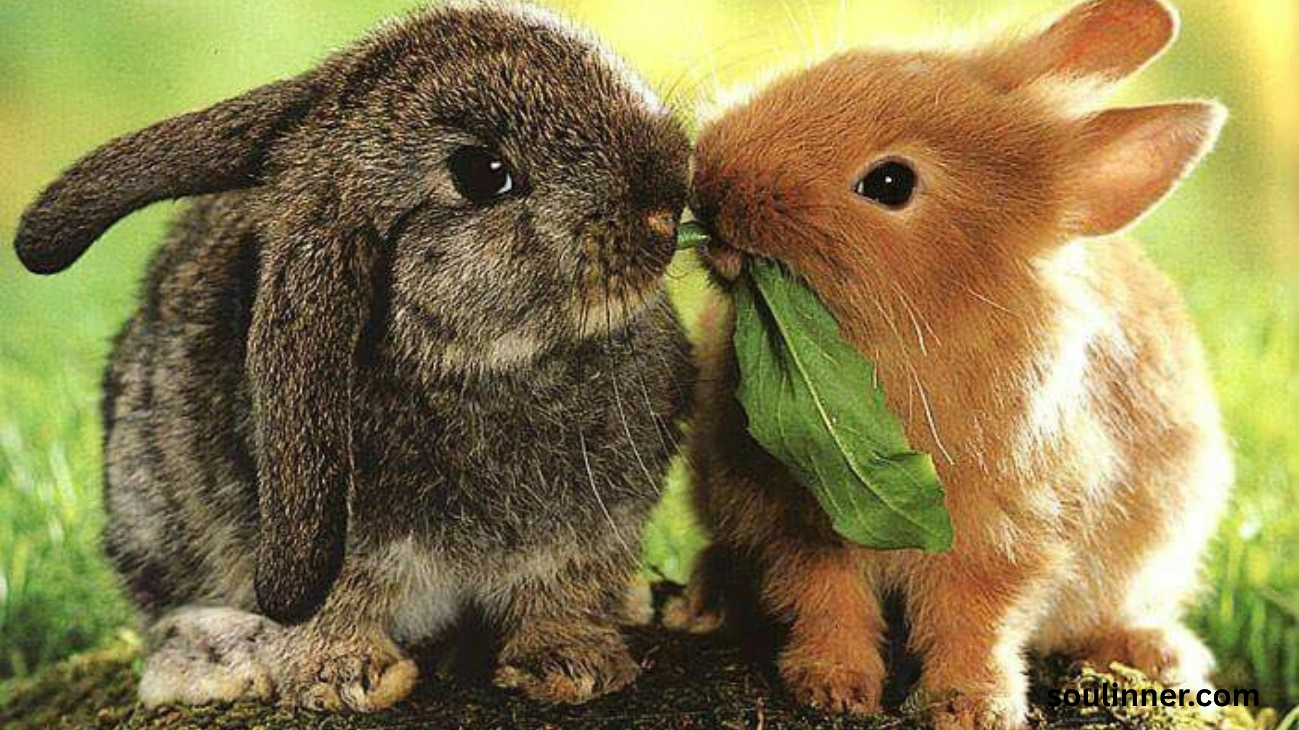 Seeing 2 Rabbits Spiritual Meaning 