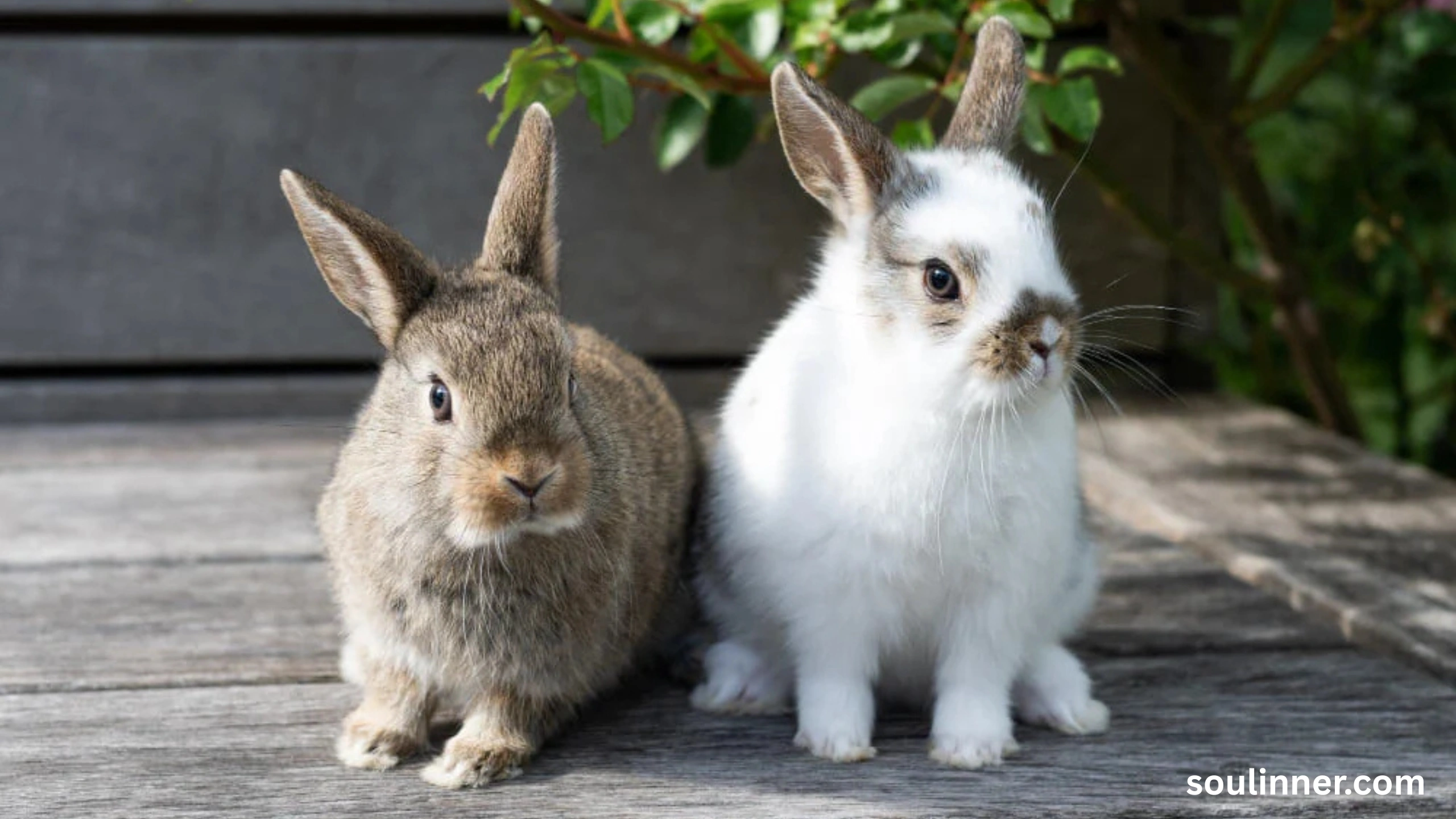 Seeing 2 Rabbits Spiritual Meaning