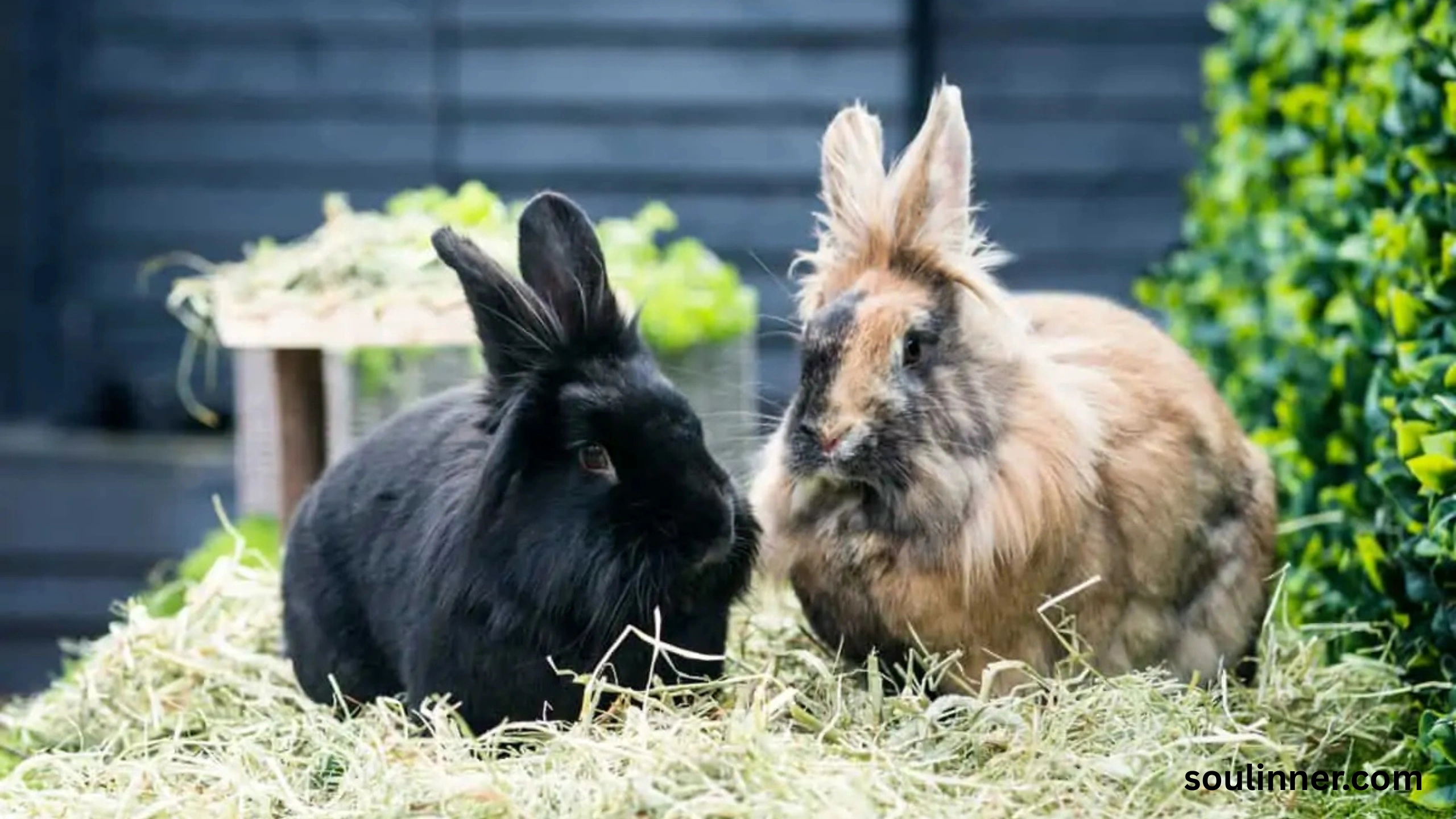 Seeing 2 Rabbits Spiritual Meaning
