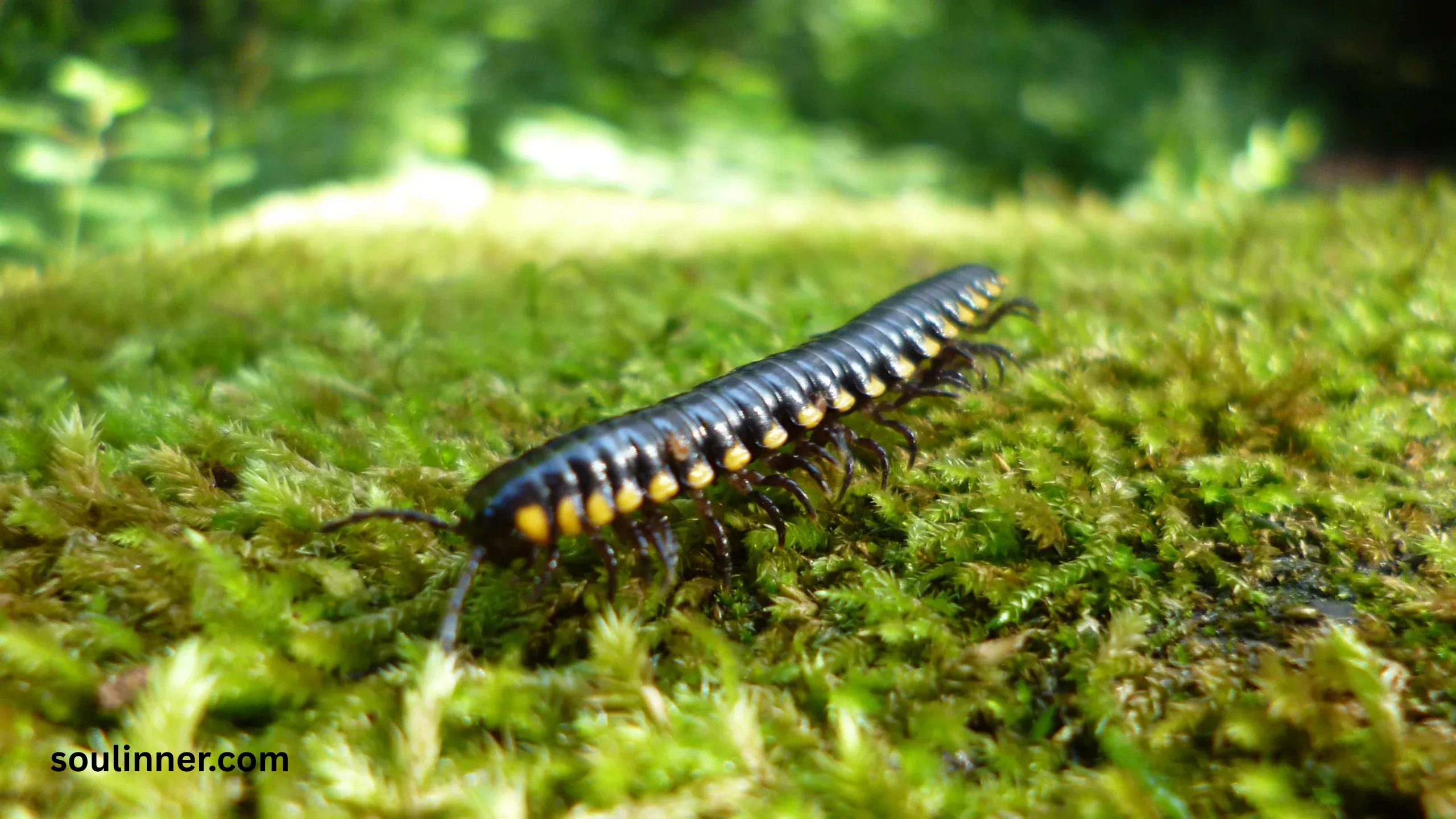 Seeing a Centipede Spiritual Meaning 