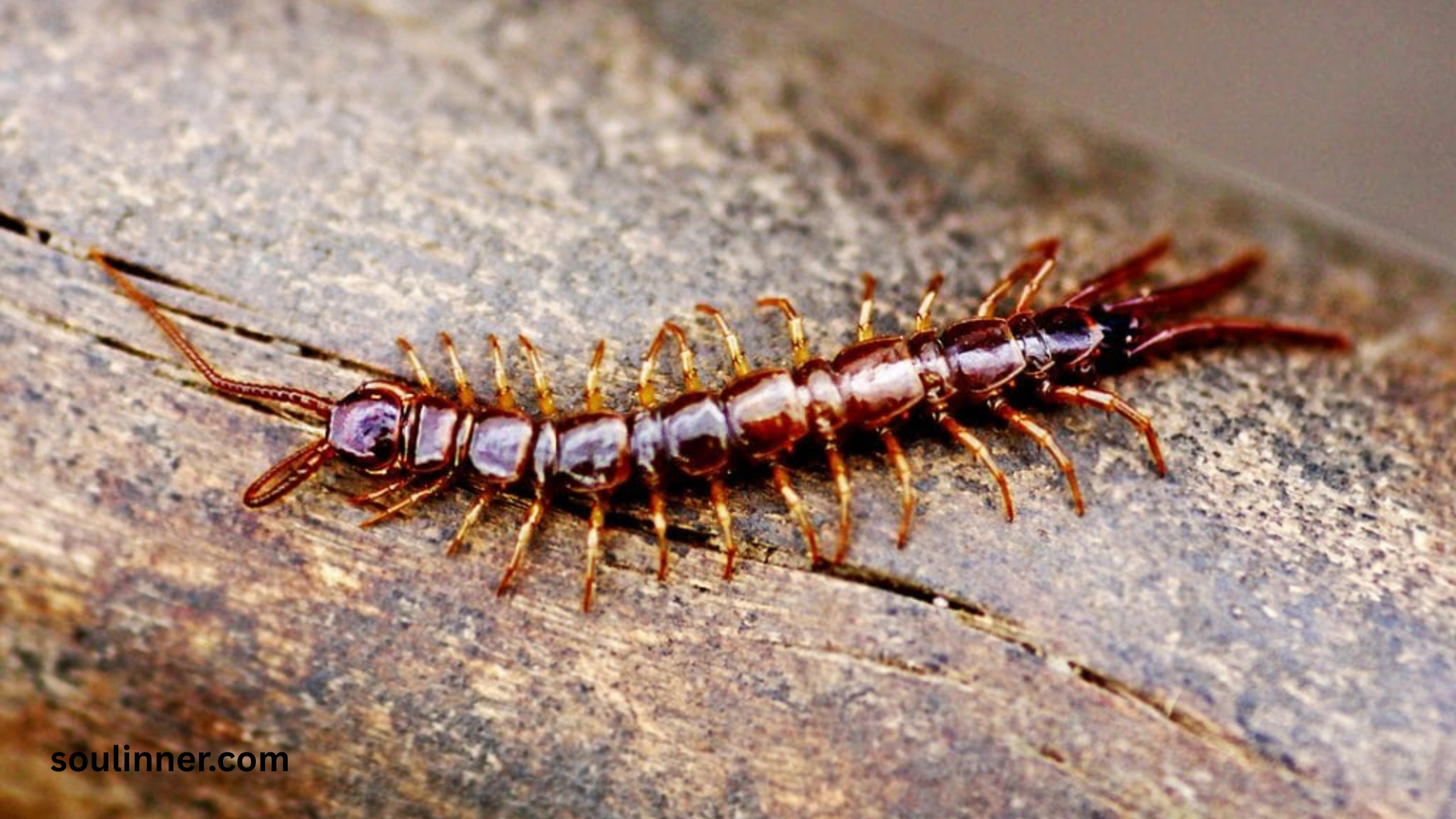 Seeing a Centipede Spiritual Meaning 