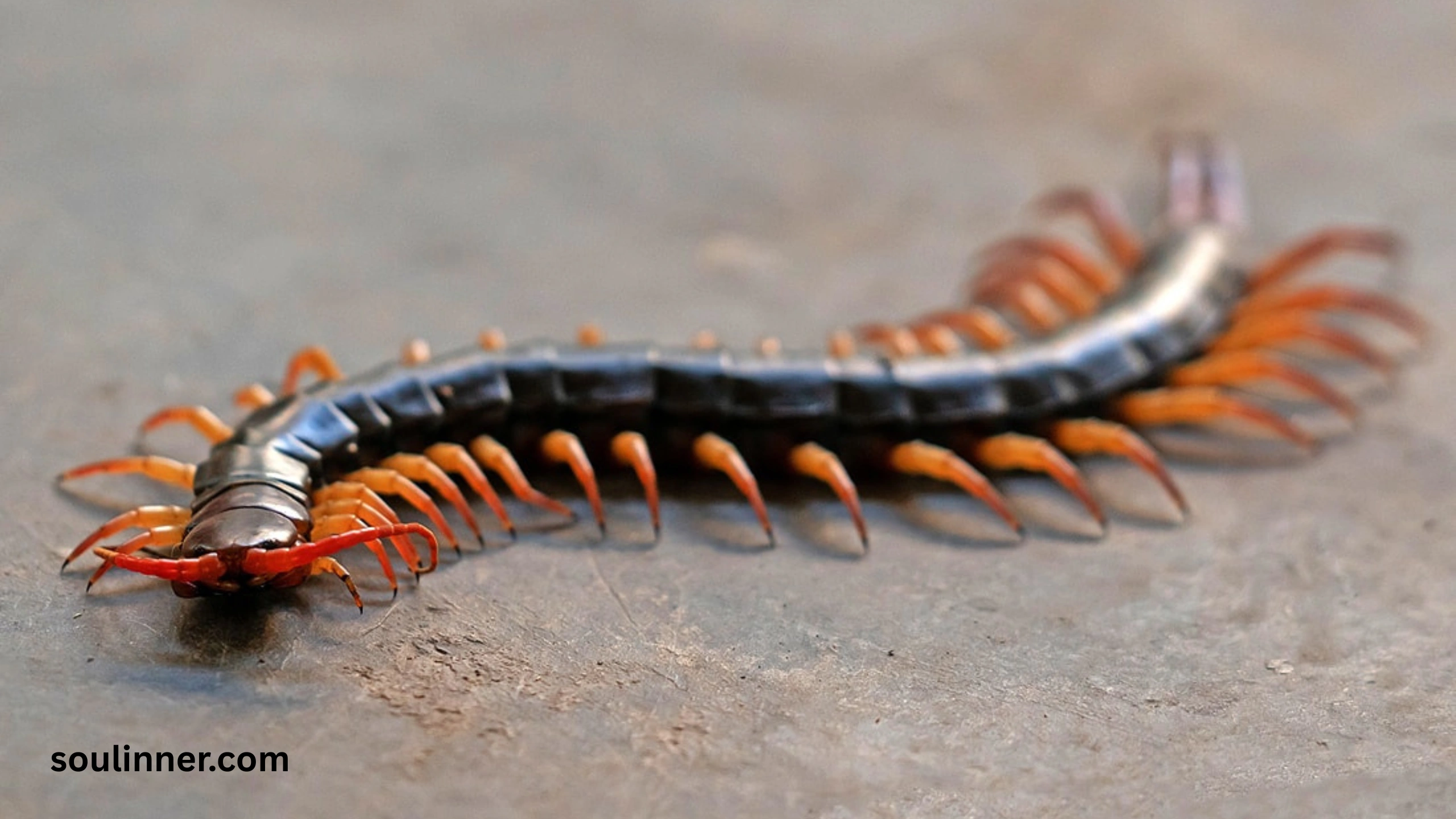 Seeing a Centipede Spiritual Meaning 