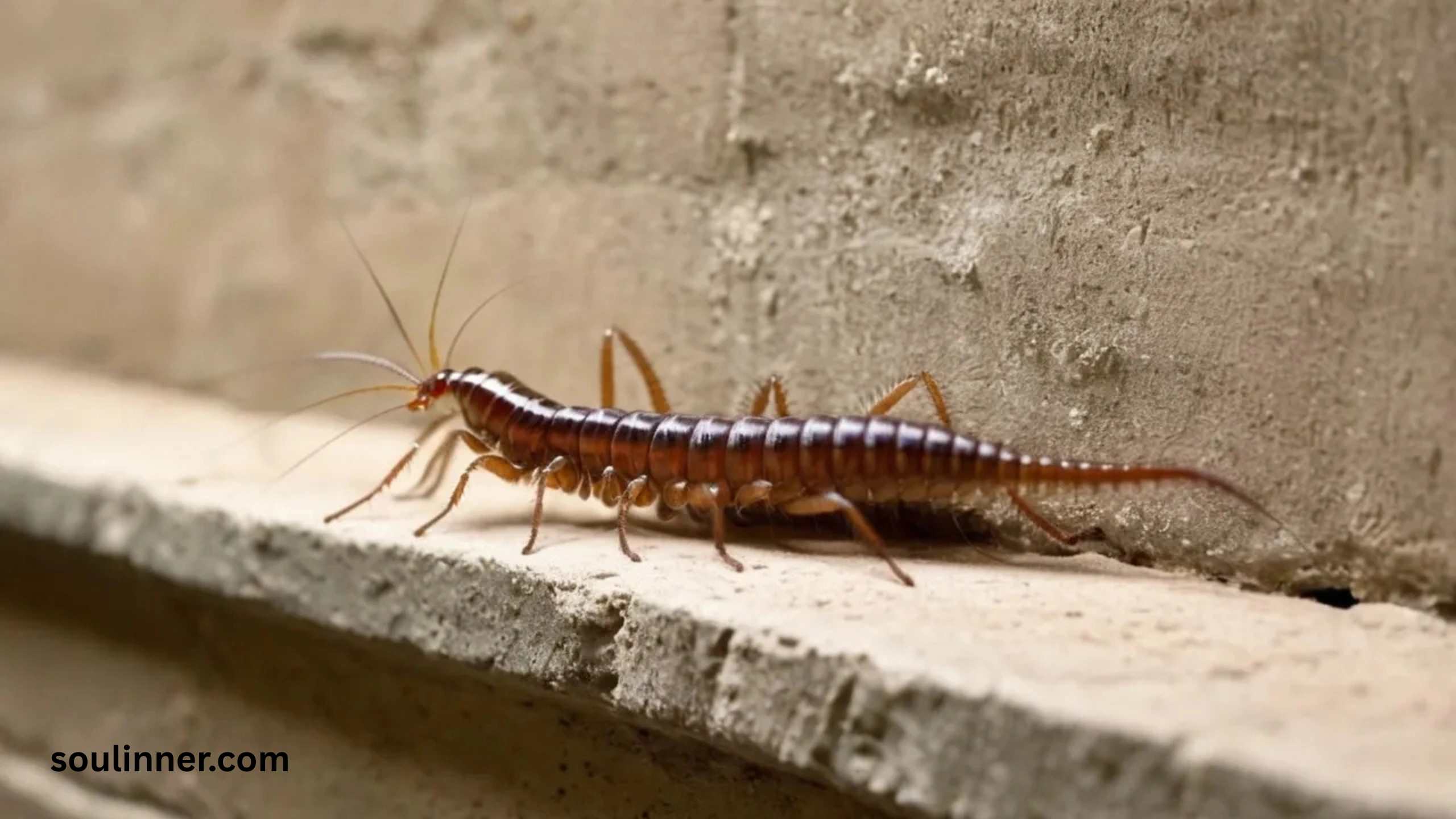 Seeing a Centipede Spiritual Meaning 