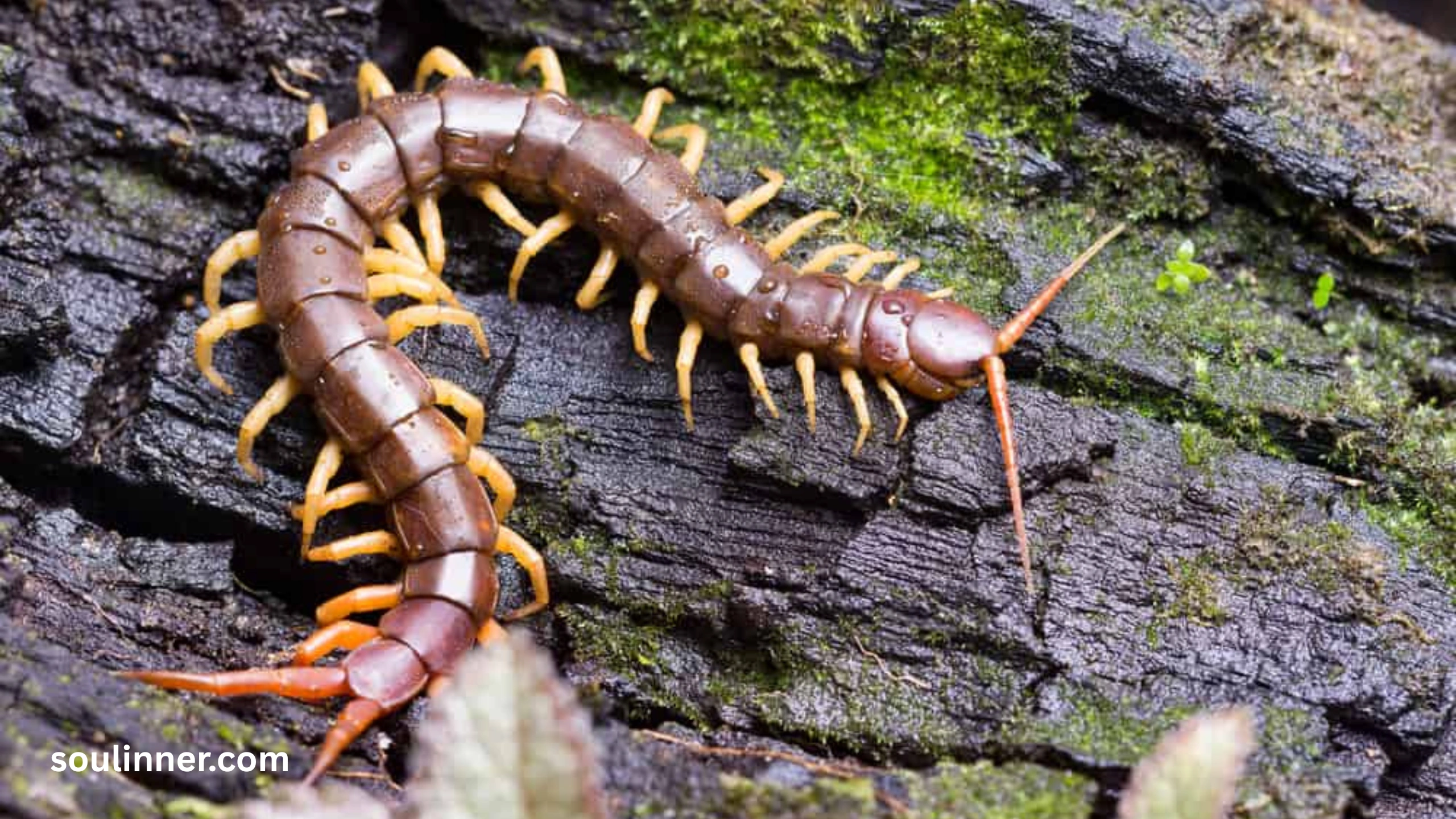 Seeing a Centipede Spiritual Meaning 