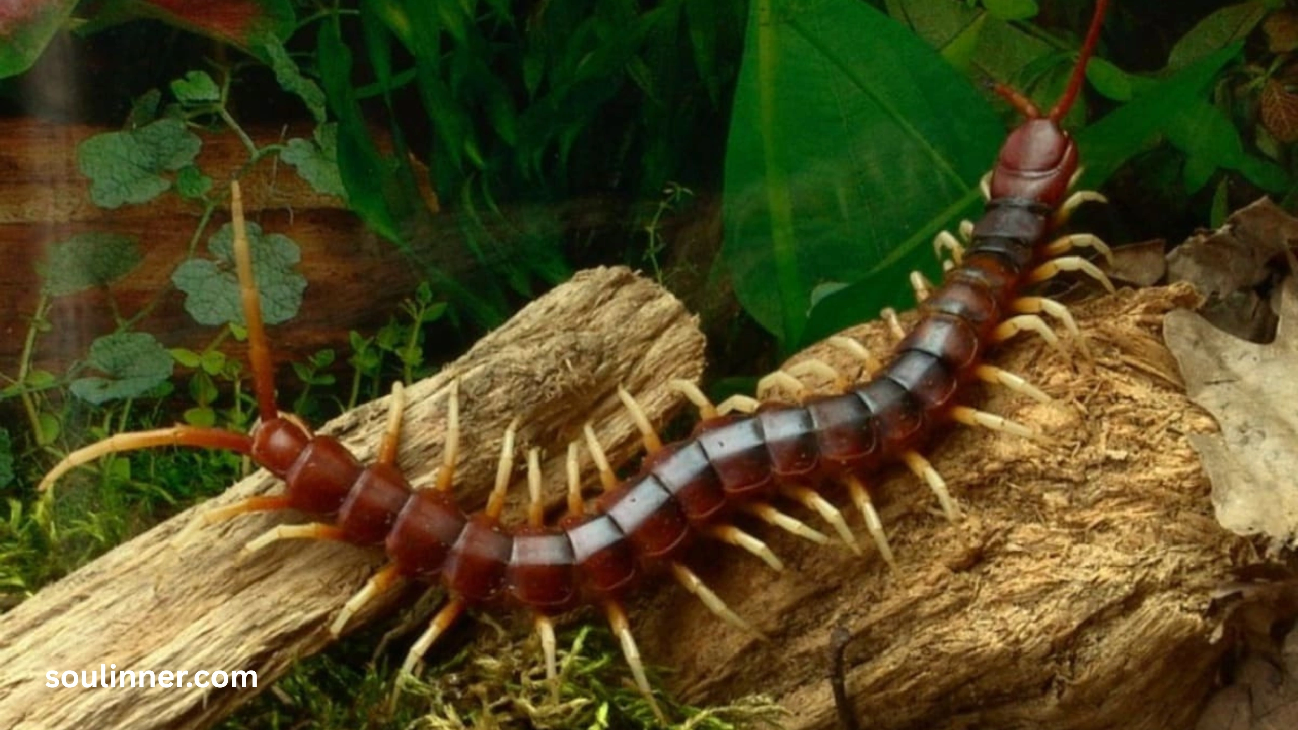 Seeing a Centipede Spiritual Meaning 