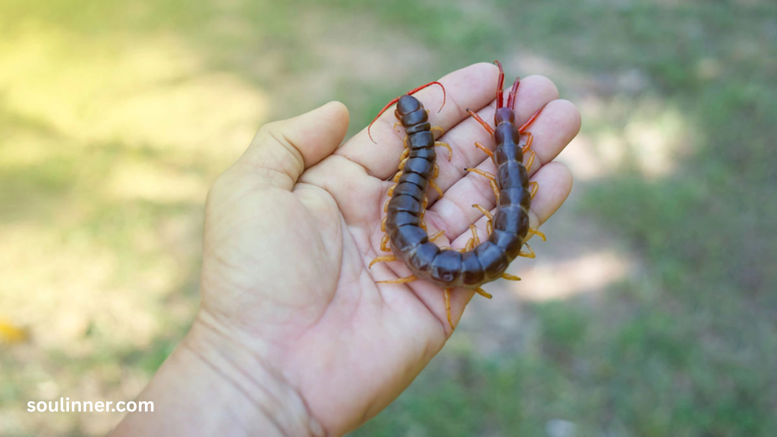 Seeing a Centipede Spiritual Meaning 