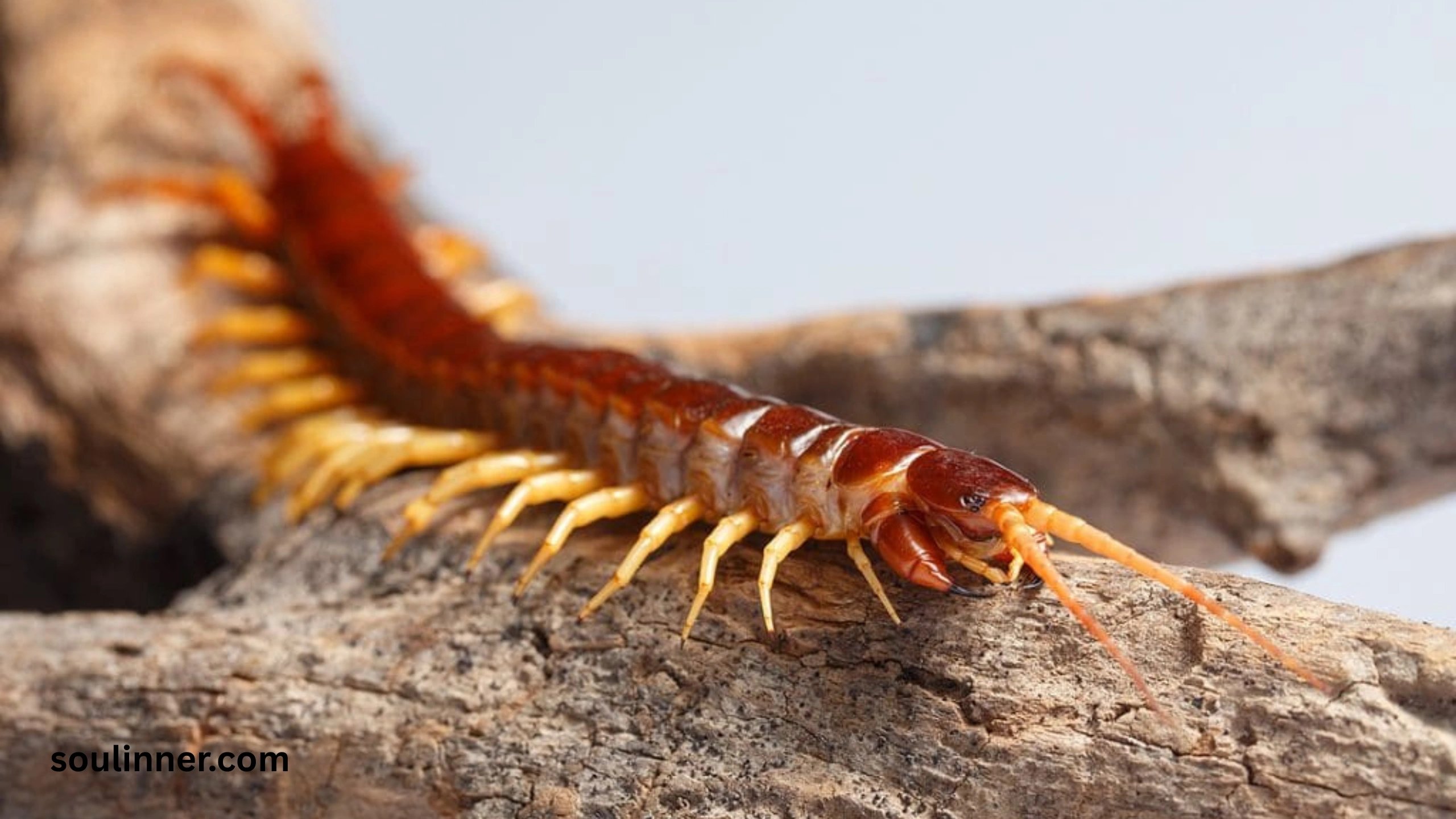Seeing a Centipede Spiritual Meaning 