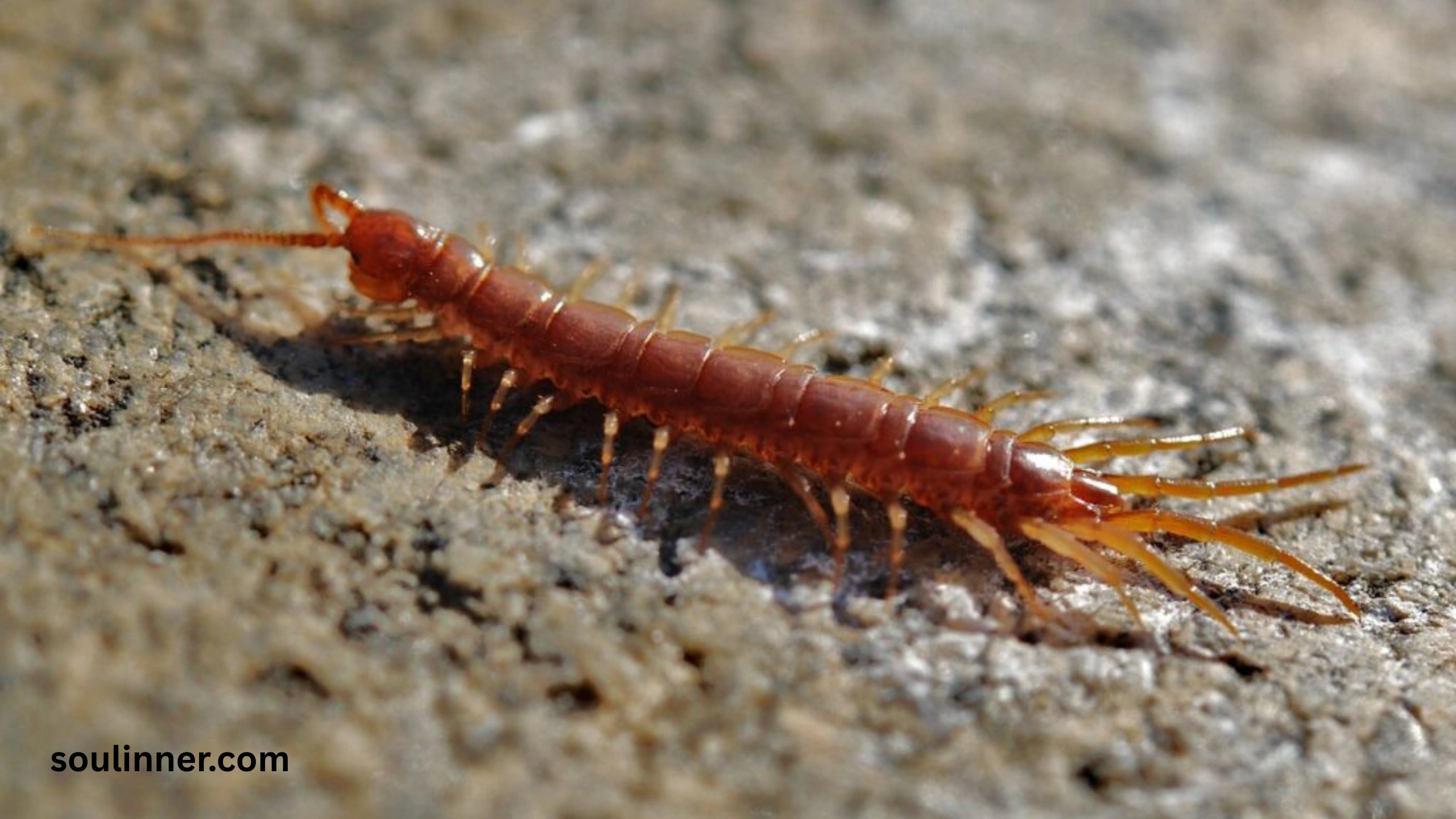 Seeing a Centipede Spiritual Meaning 