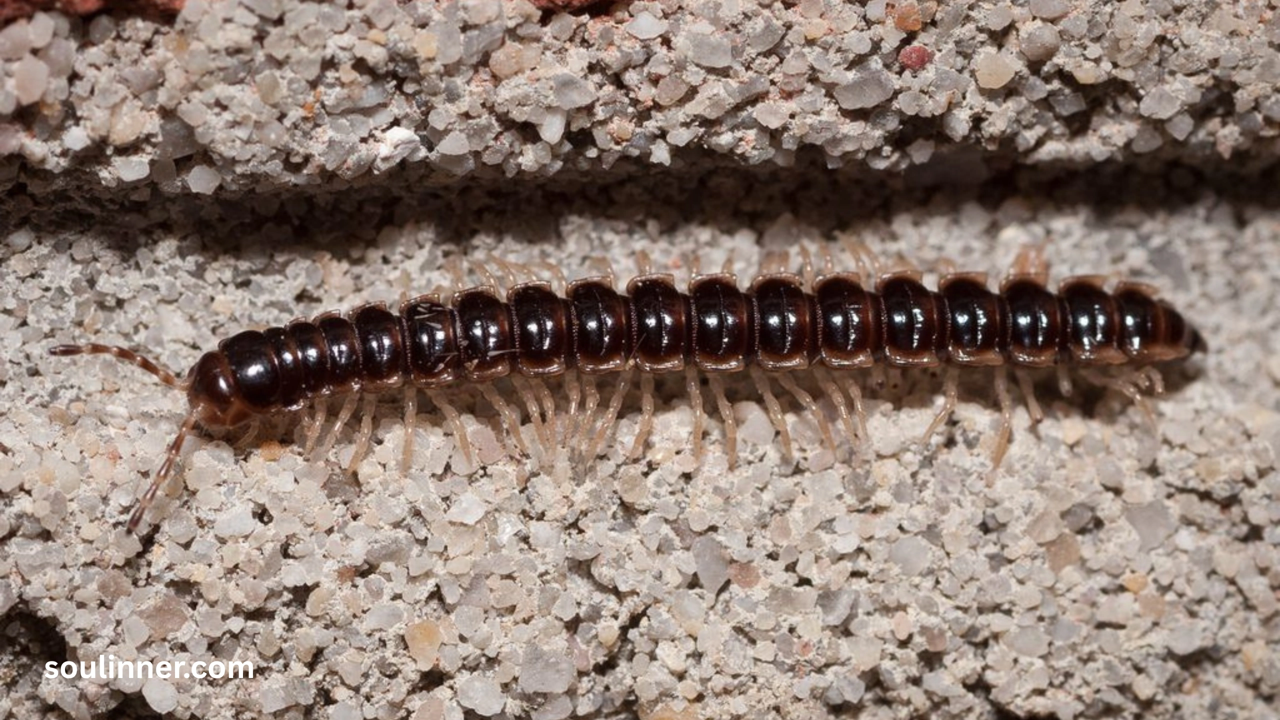 Seeing a Centipede Spiritual Meaning 