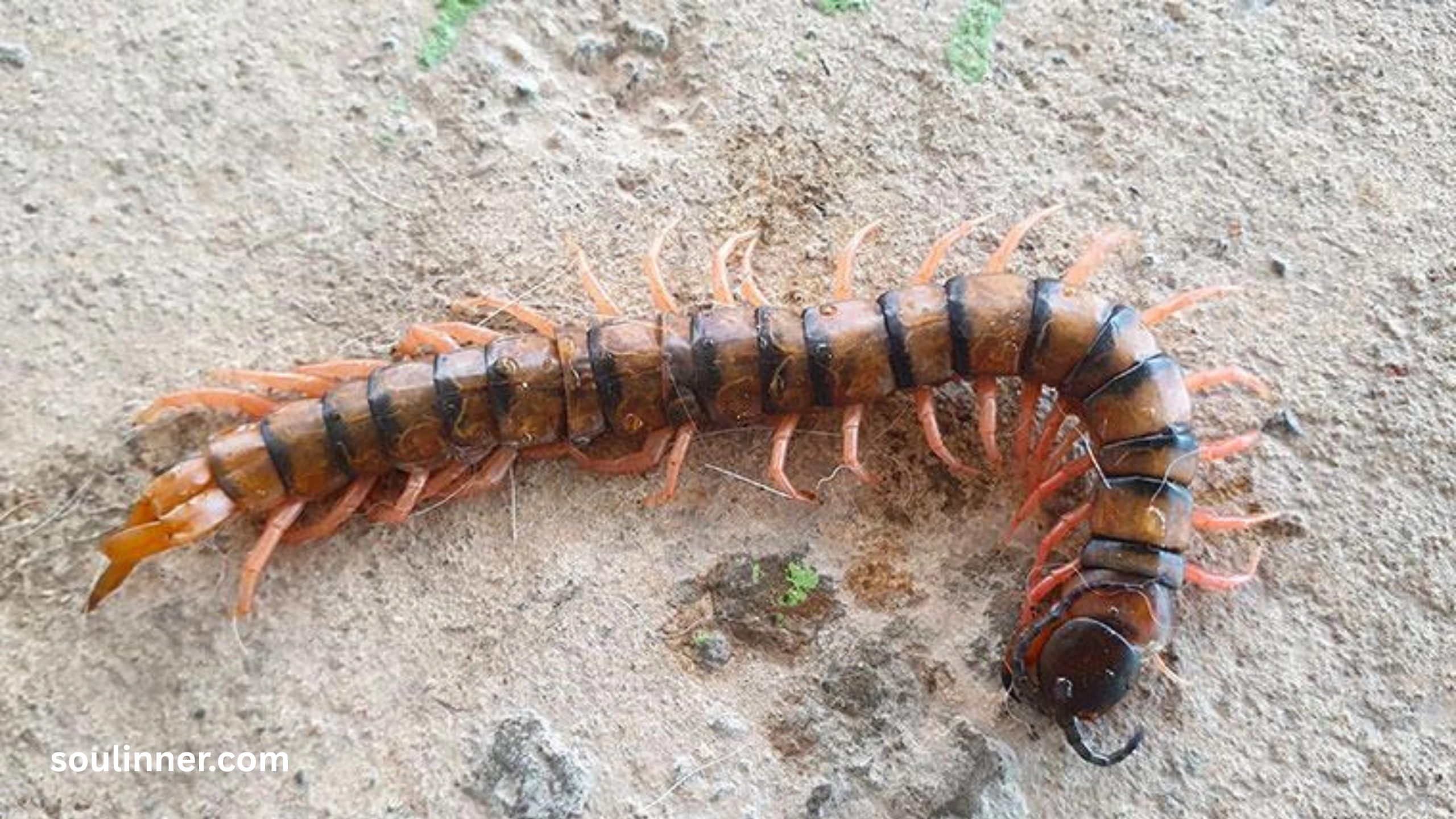 Seeing a Centipede Spiritual Meaning 