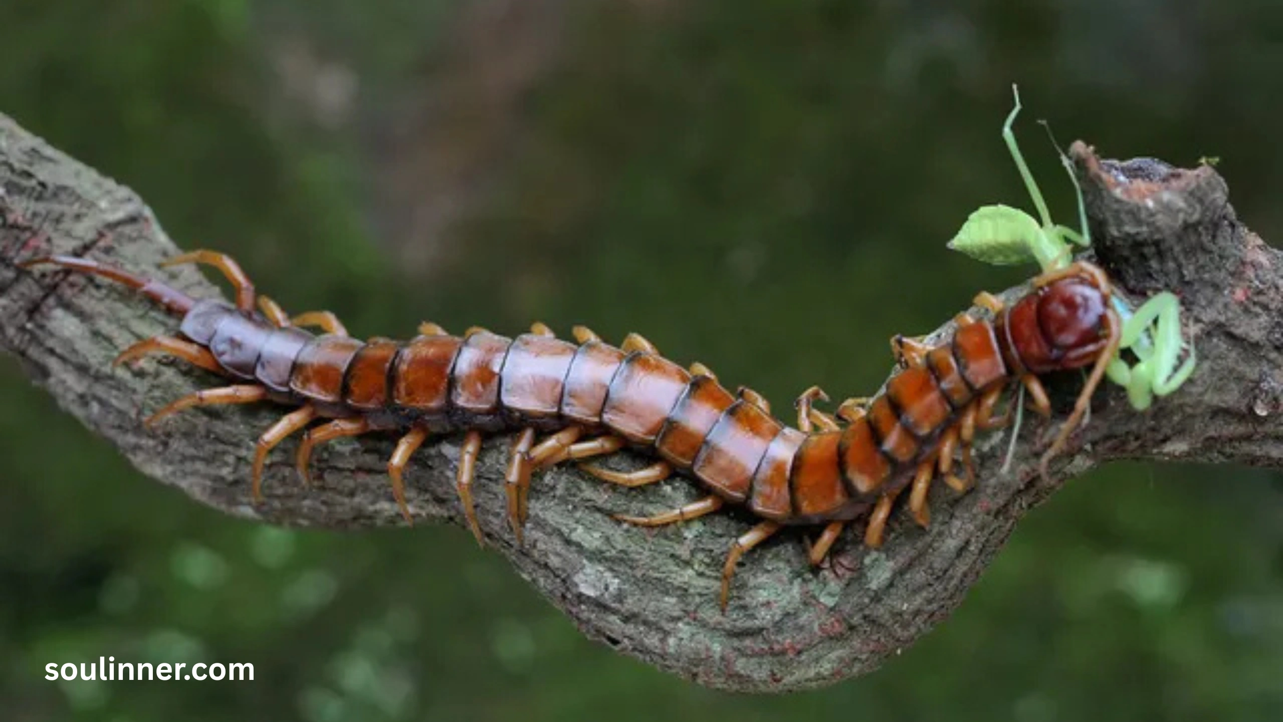 Seeing a Centipede Spiritual Meaning 