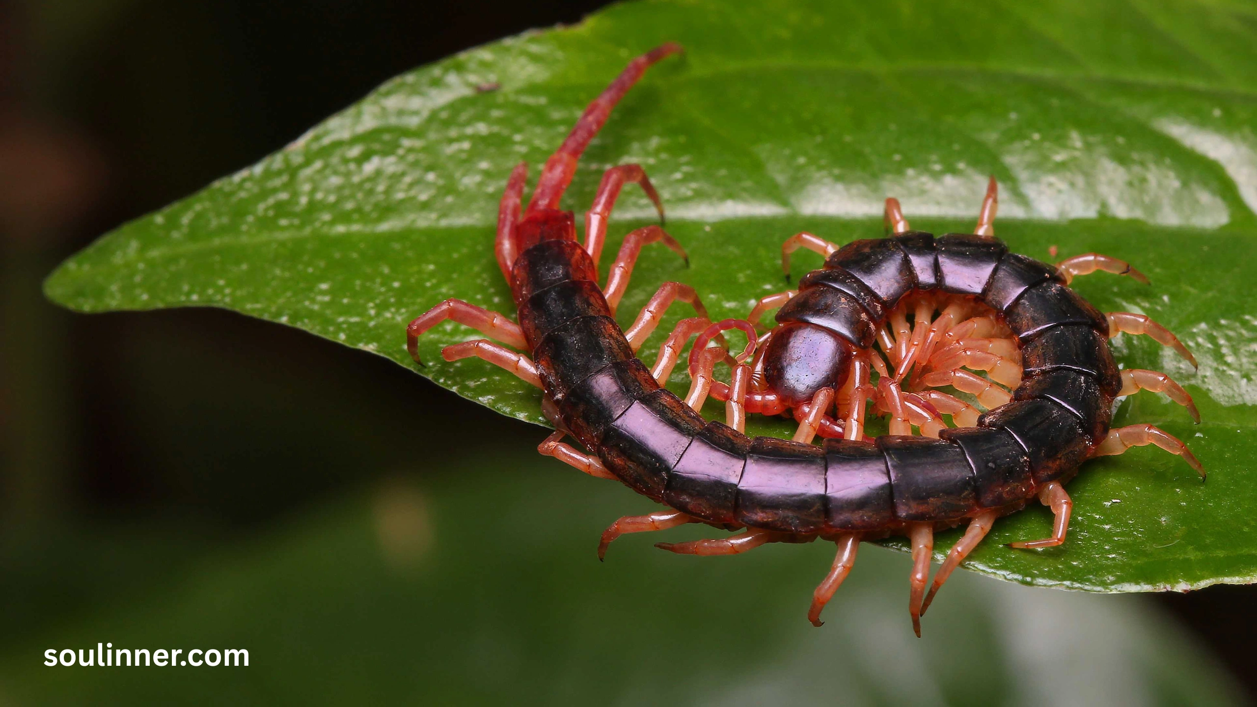 Seeing a Centipede Spiritual Meaning 
