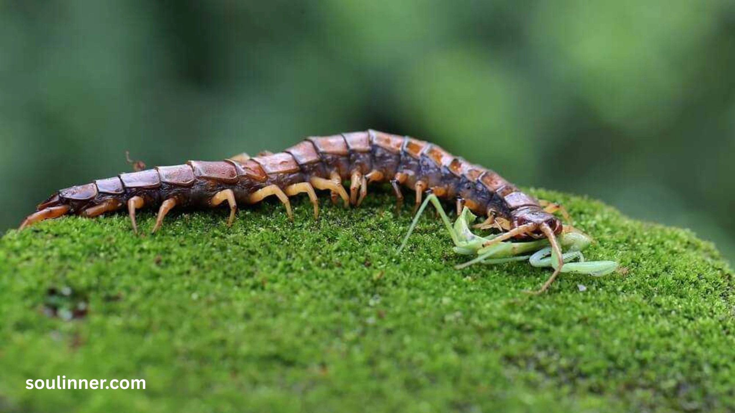 Seeing a Centipede Spiritual Meaning 
