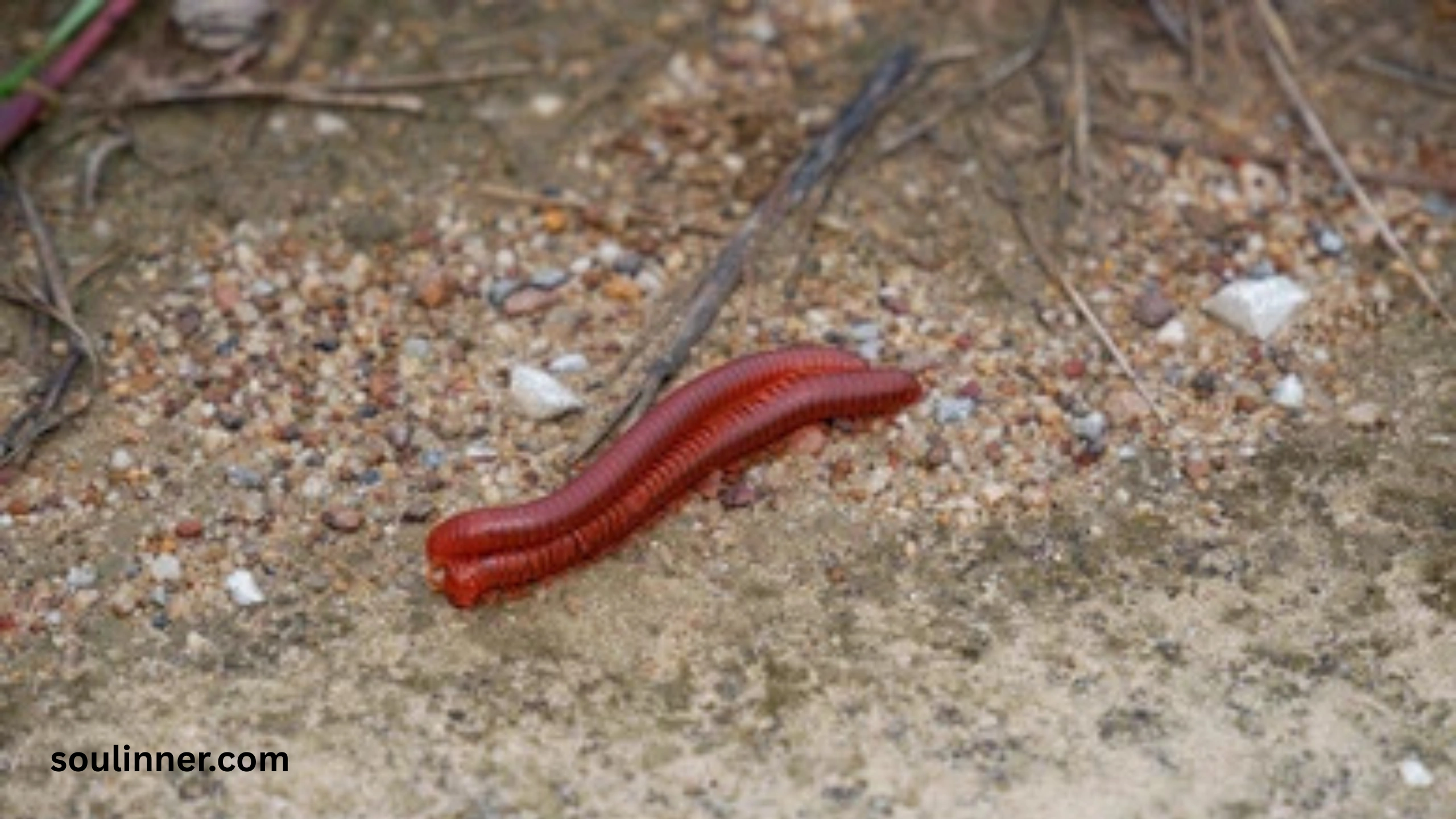Seeing a Centipede Spiritual Meaning 
