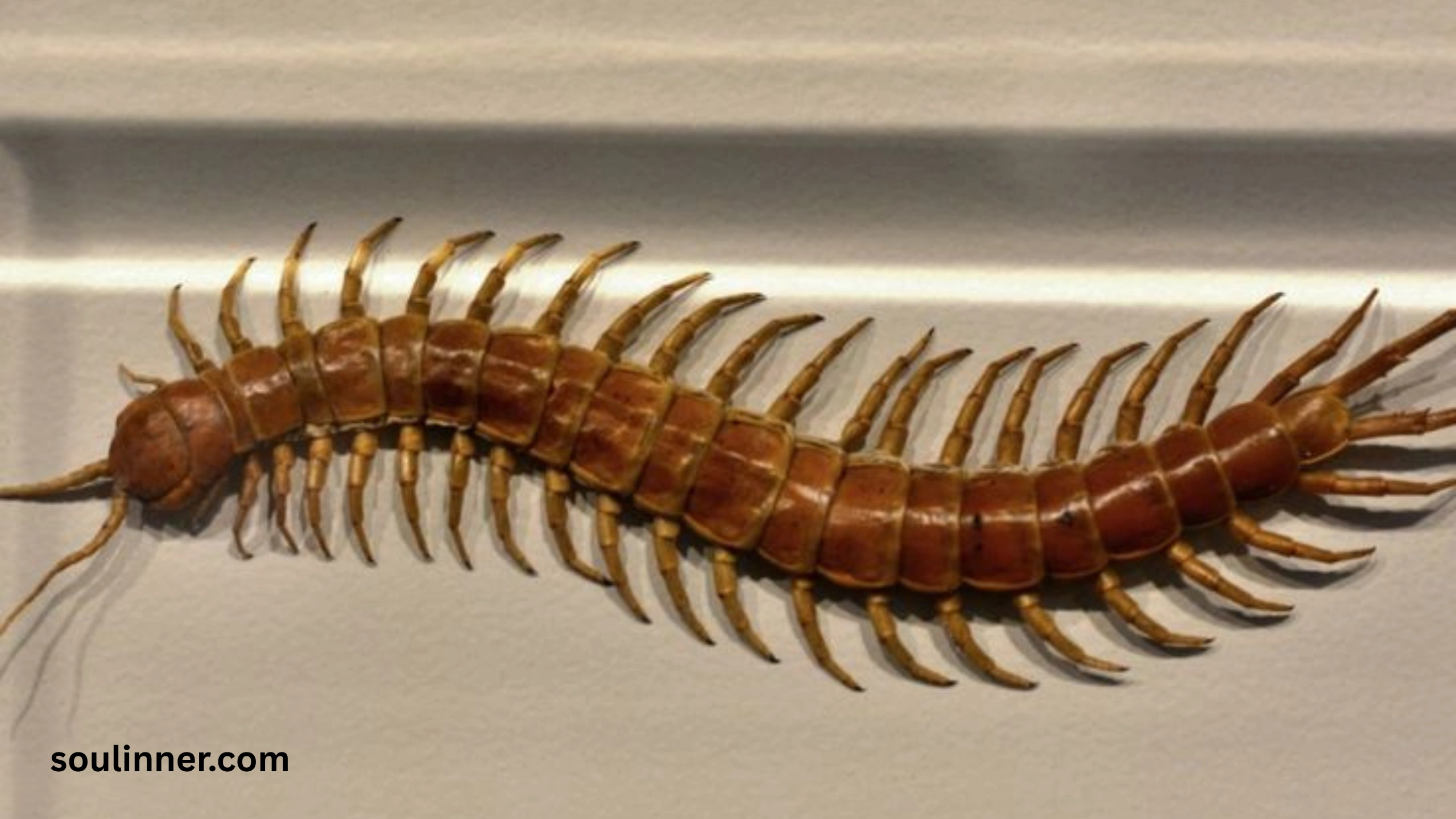 Seeing a Centipede Spiritual Meaning 