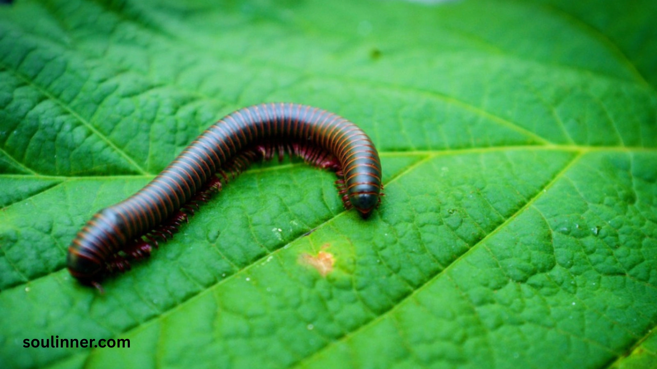 Seeing a Centipede Spiritual Meaning 