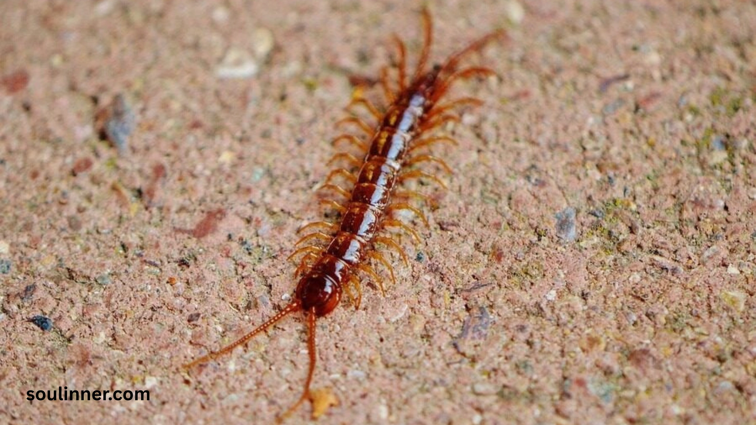 Seeing a Centipede Spiritual Meaning 