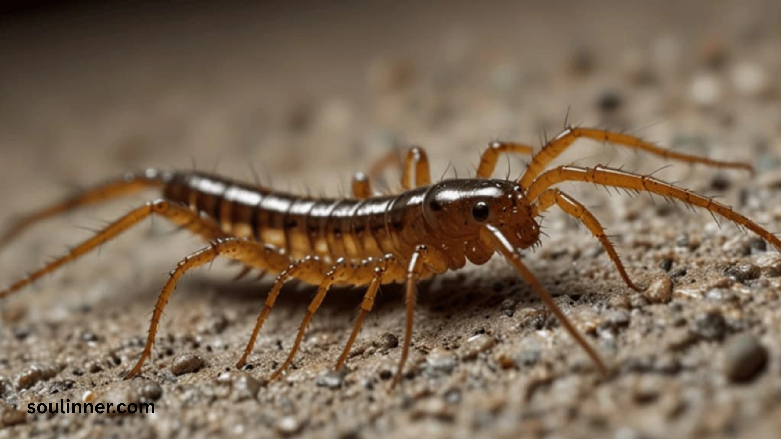 Seeing a Centipede Spiritual Meaning 