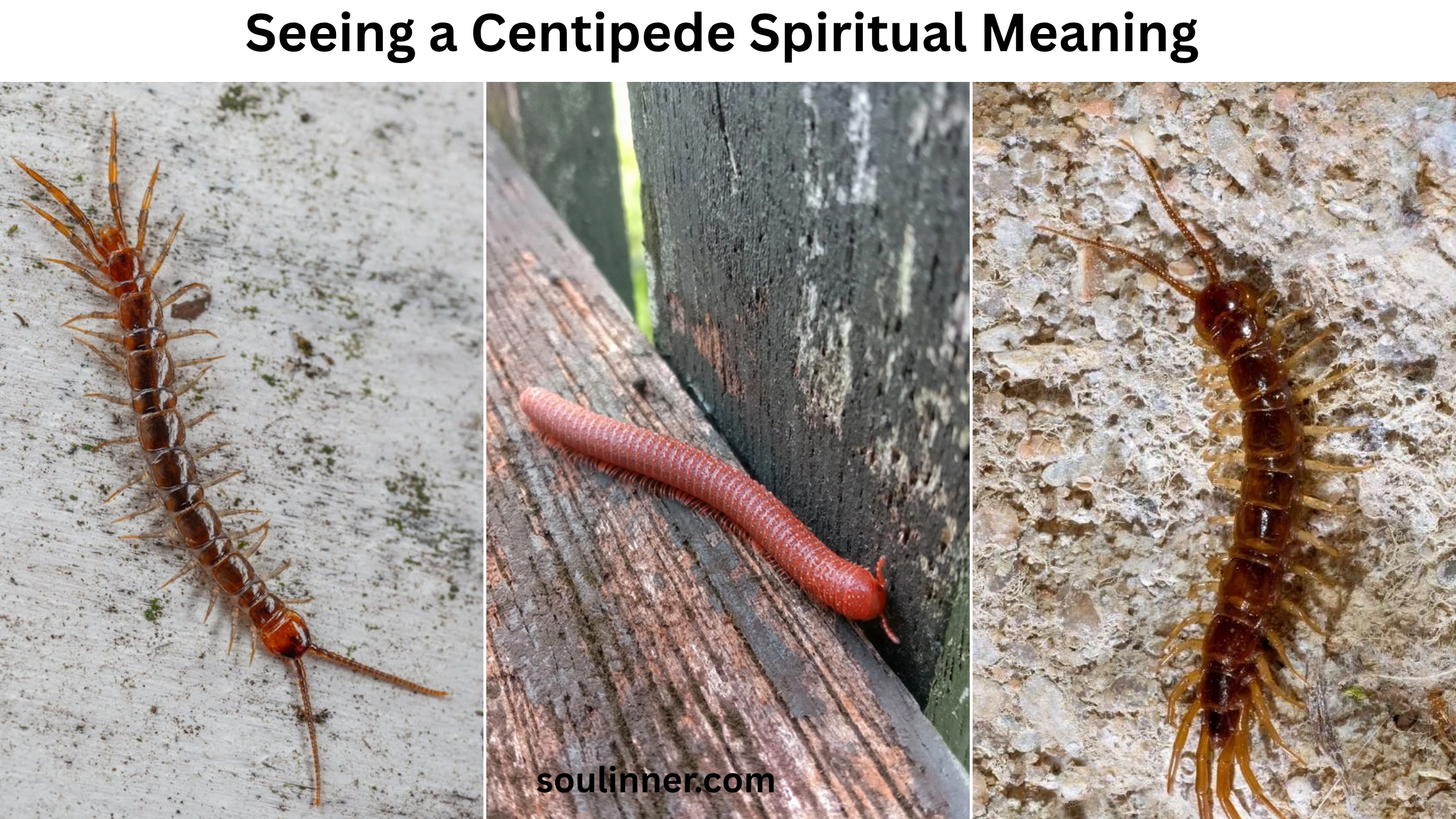 Seeing a Centipede Spiritual Meaning