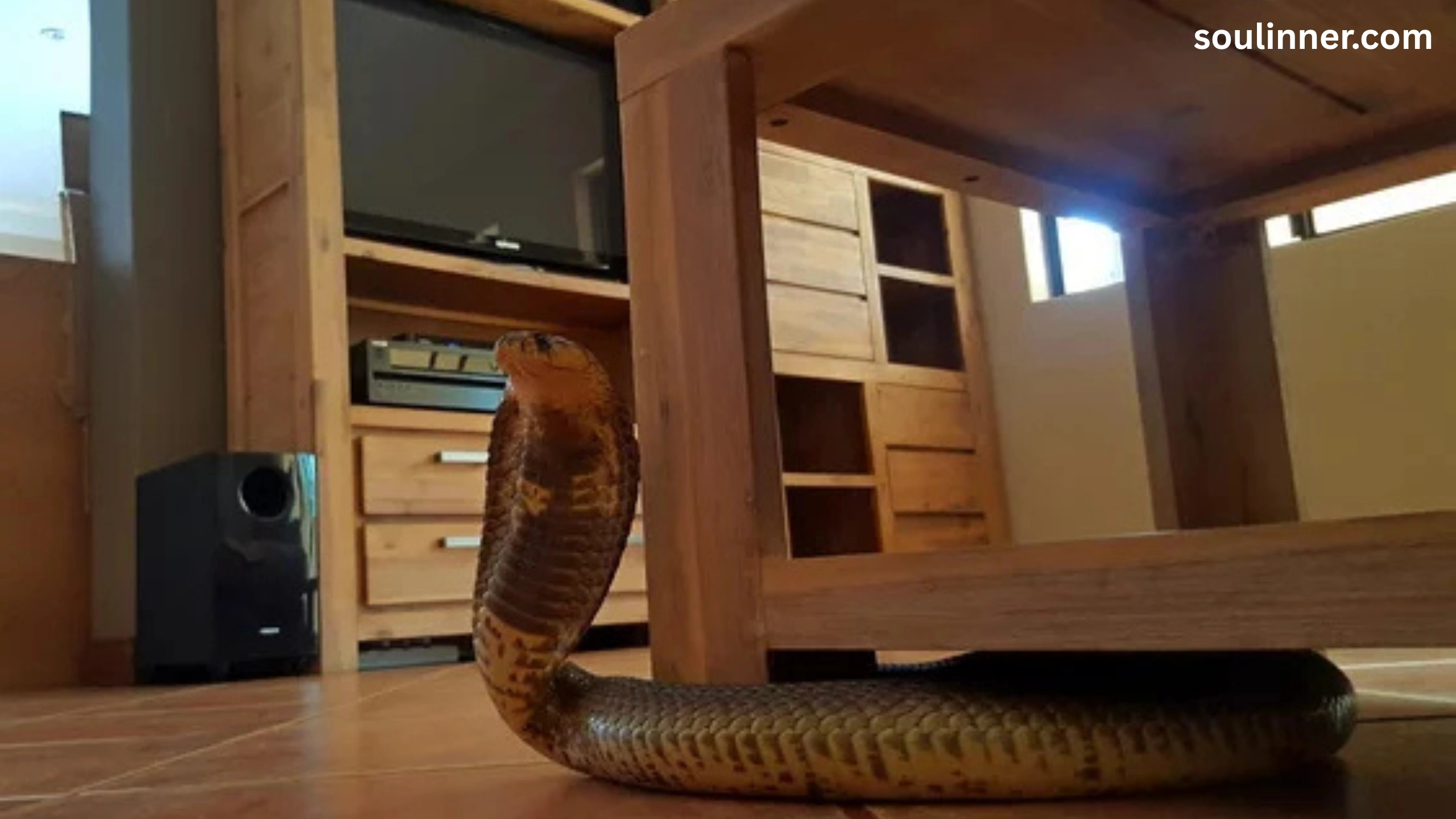 Snake in House Spiritual Meaning and Symbolism