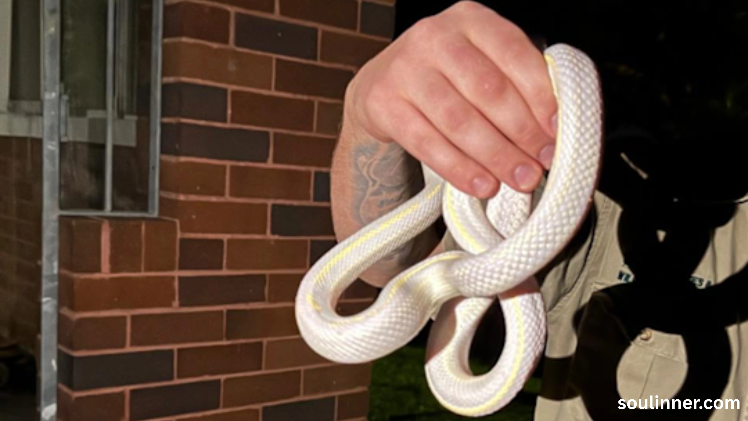 Snake in House Spiritual Meaning and Symbolism