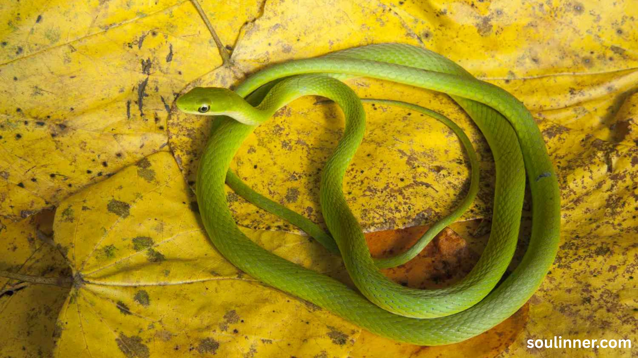 Snake in House Spiritual Meaning and Symbolism