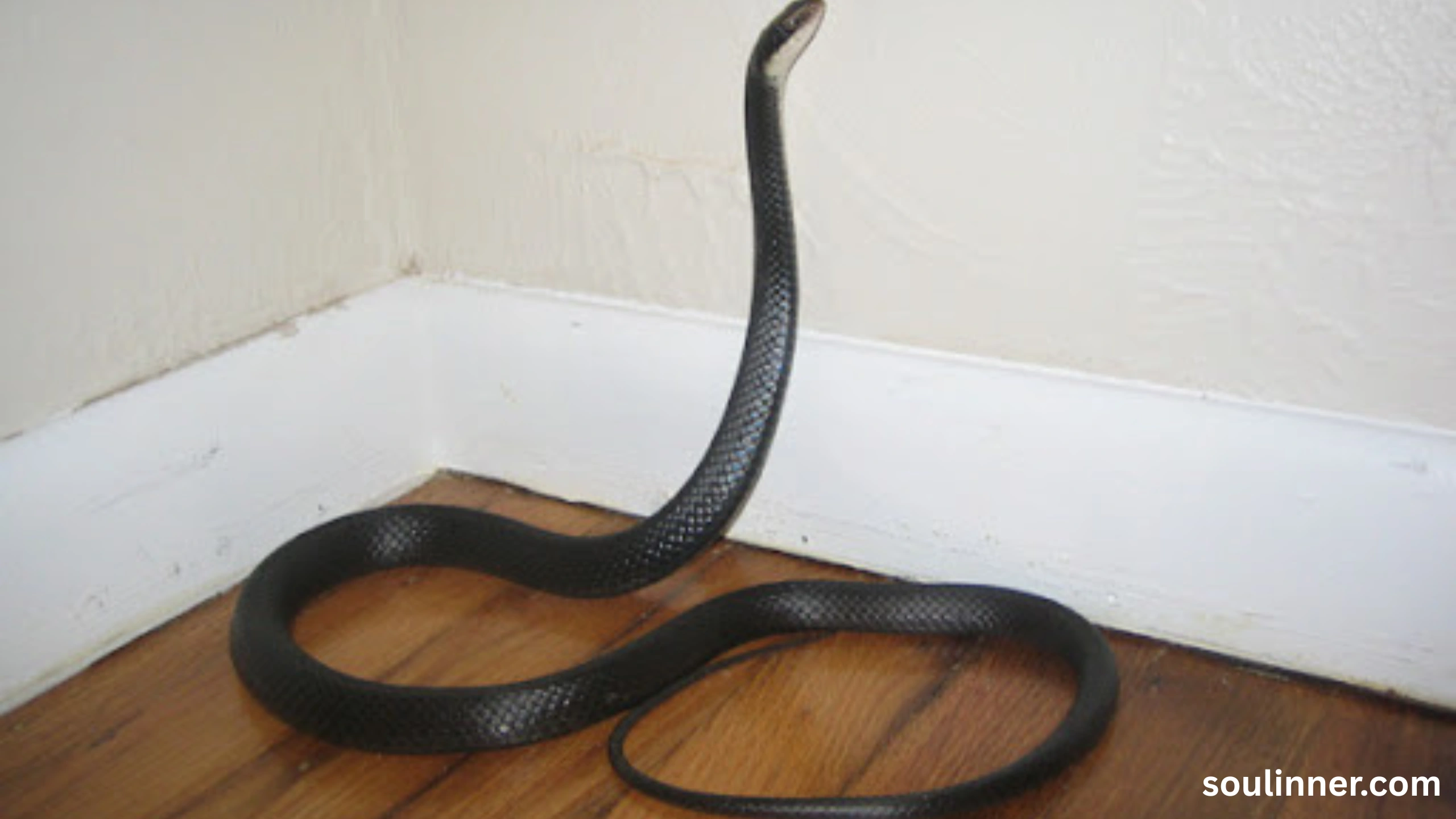 Snake in House Spiritual Meaning and Symbolism