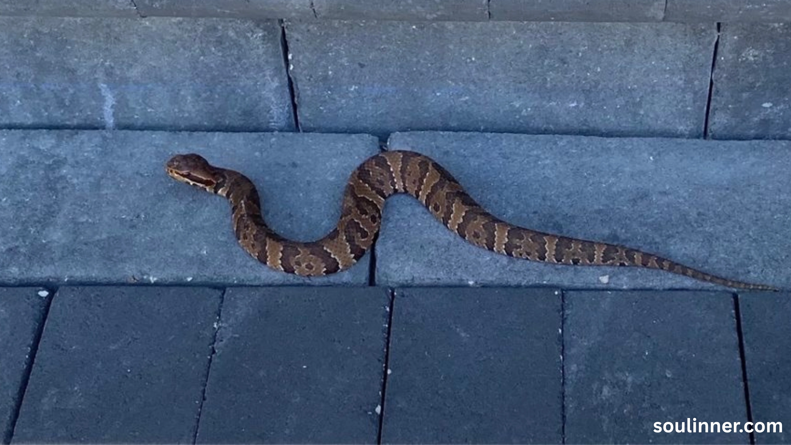 Snake in House Spiritual Meaning and Symbolism