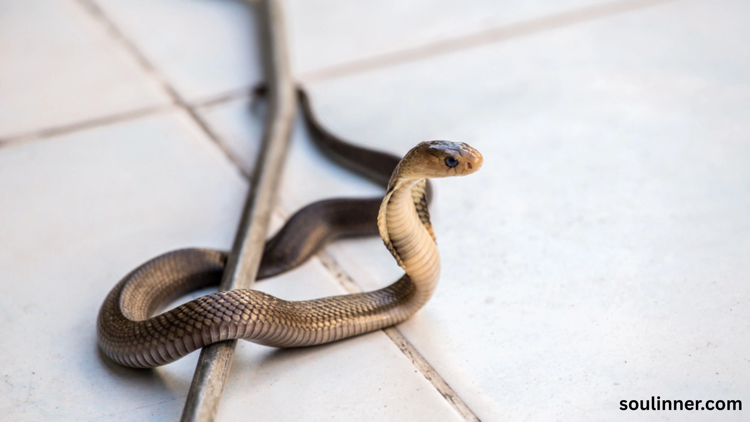 Snake in House Spiritual Meaning and Symbolism