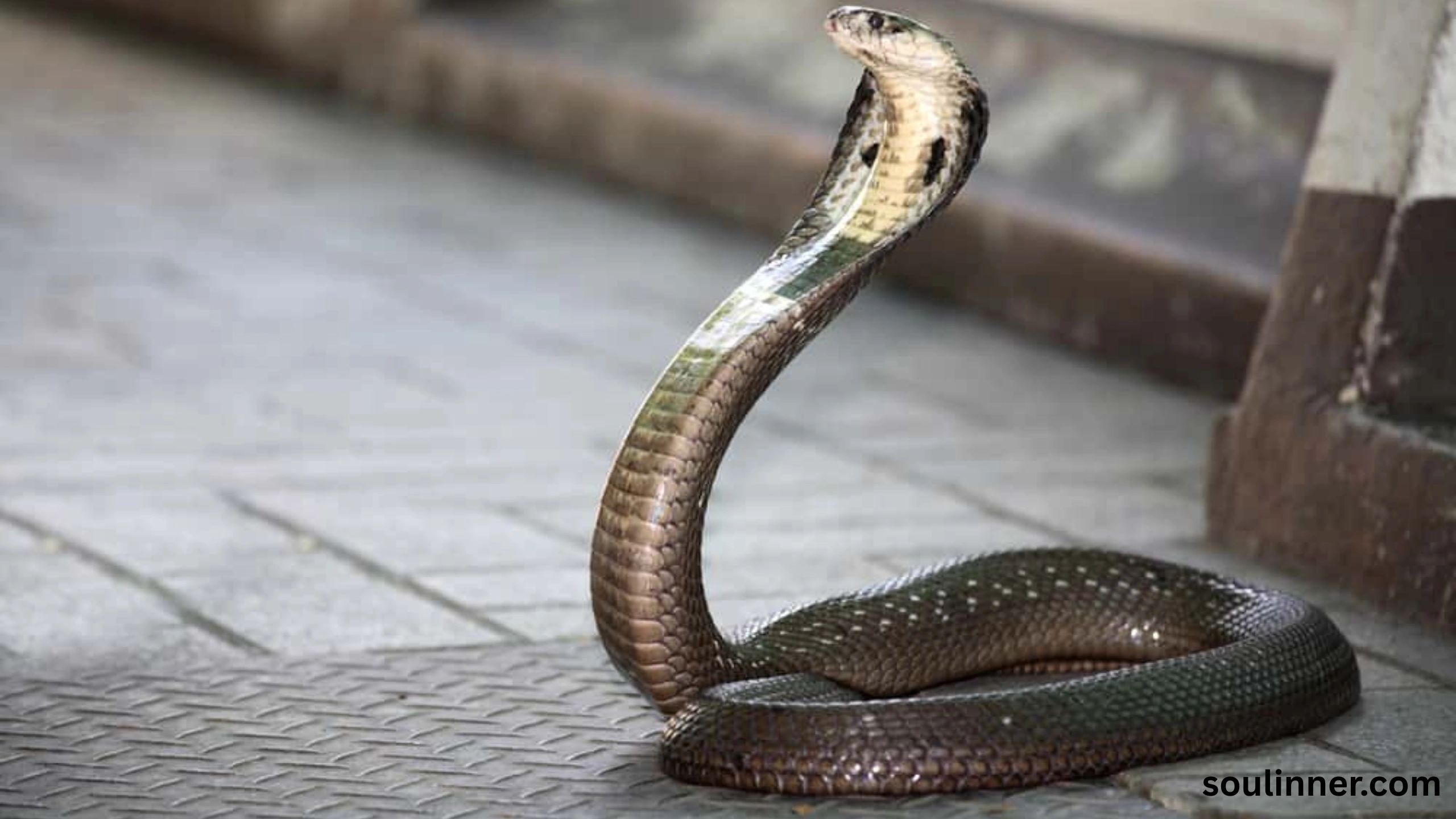 Snake in House Spiritual Meaning and Symbolism