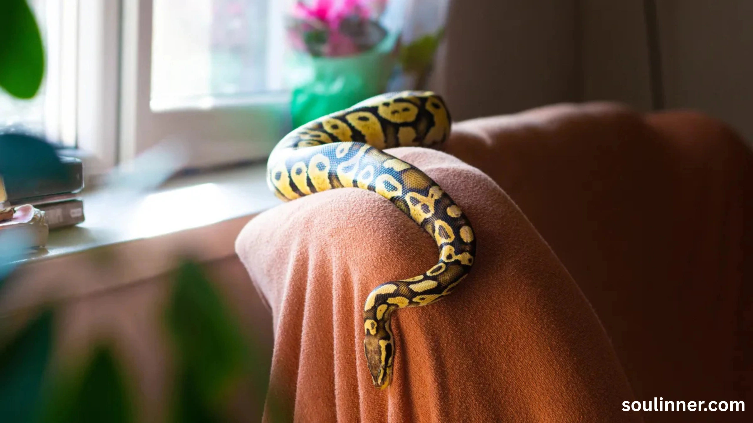 Snake in House Spiritual Meaning and Symbolism