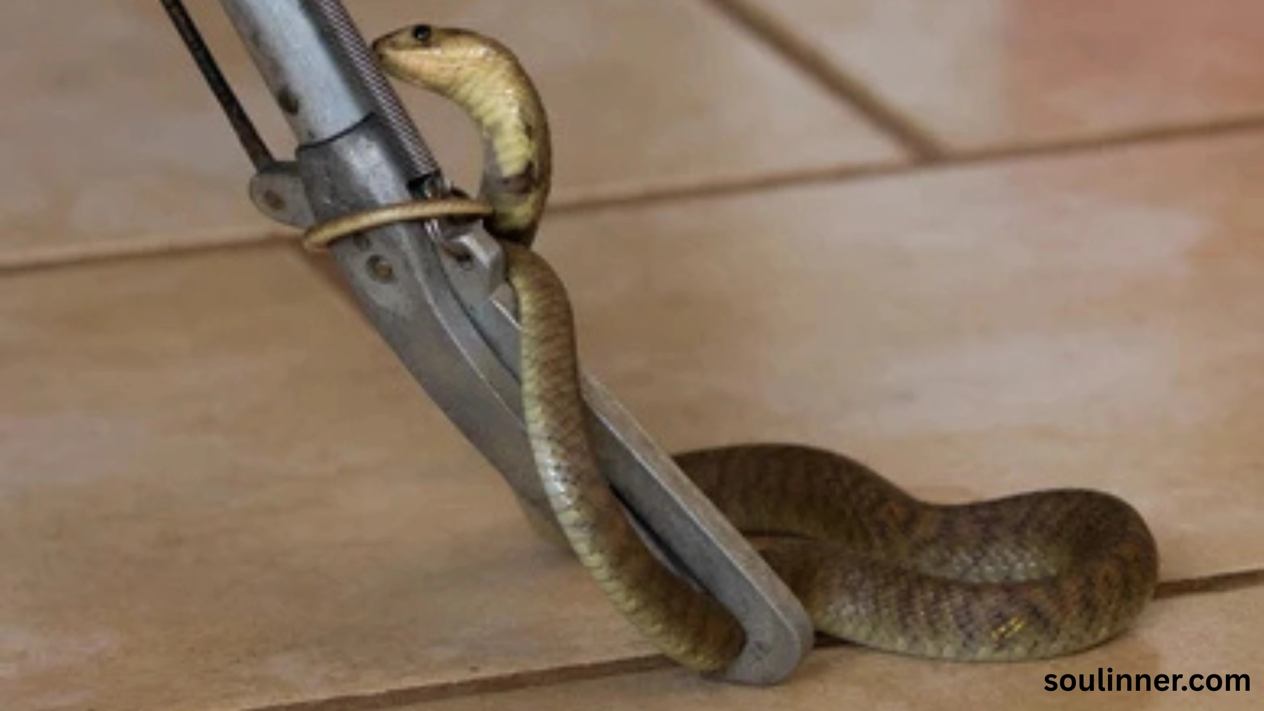 Snake in House Spiritual Meaning and Symbolism