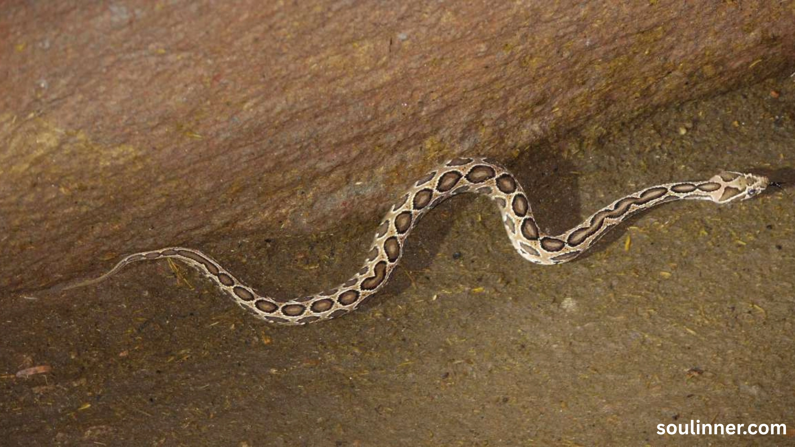 Snake in House Spiritual Meaning and Symbolism