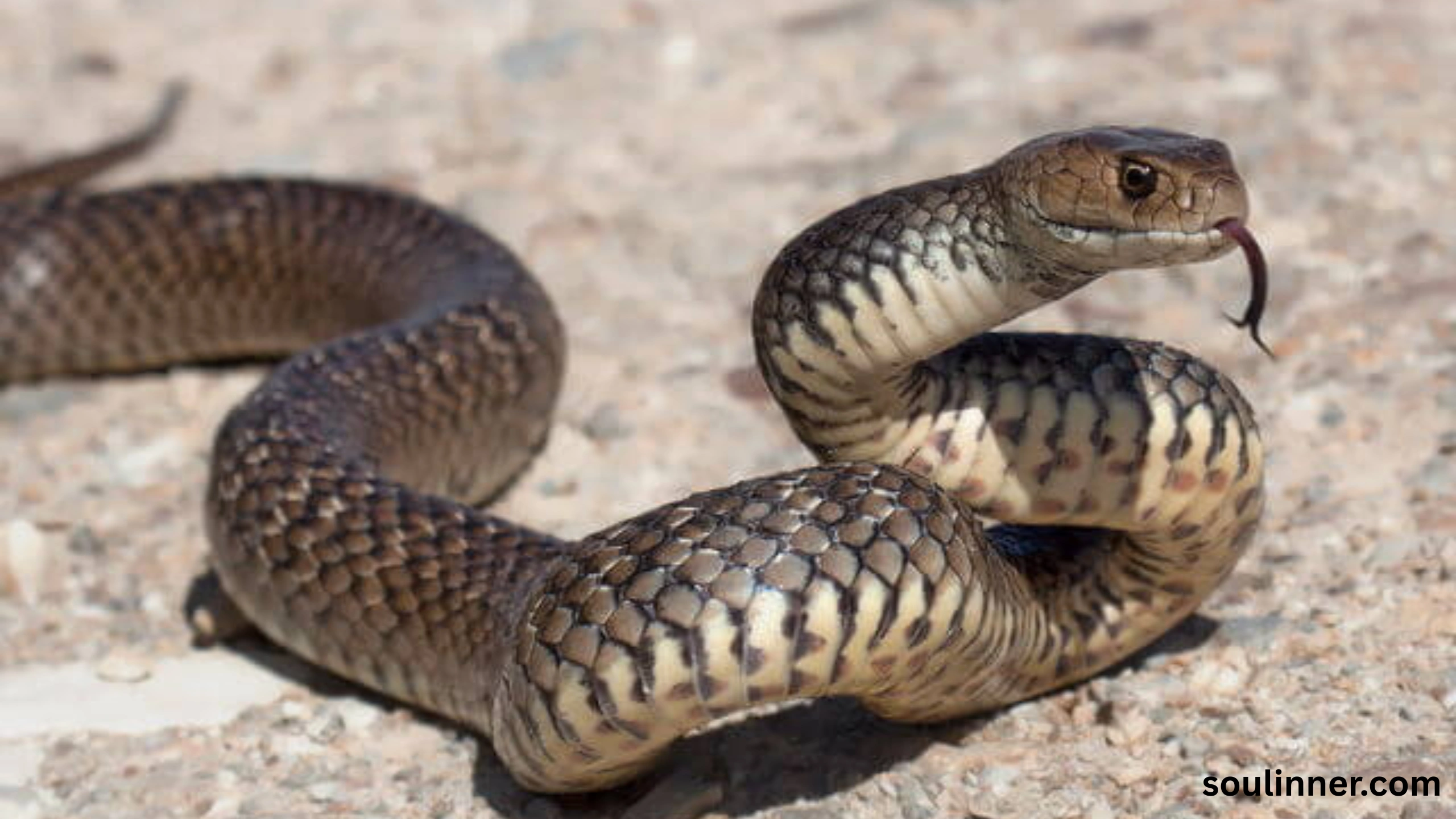 Snake in House Spiritual Meaning and Symbolism