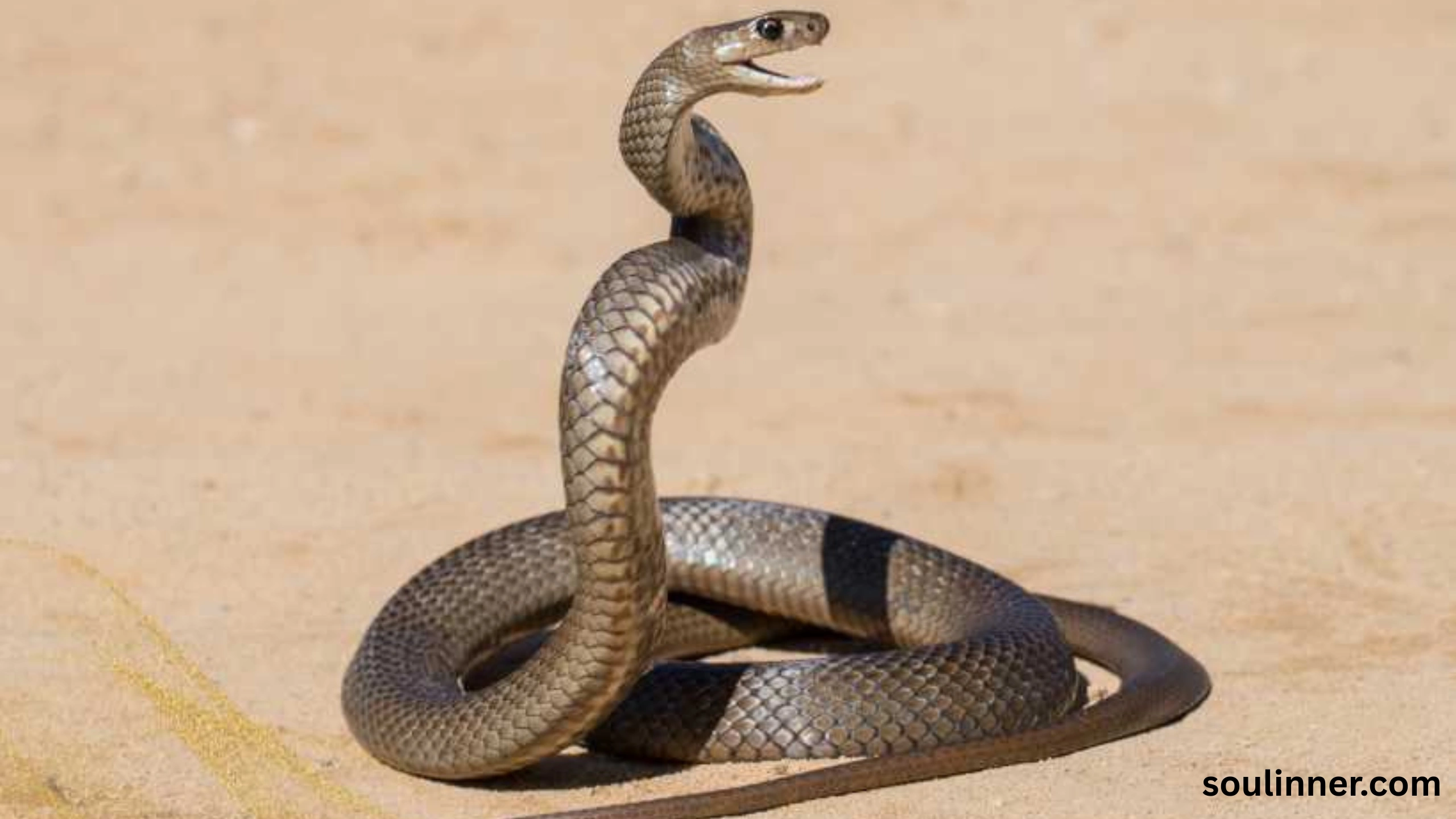Snake in House Spiritual Meaning and Symbolism