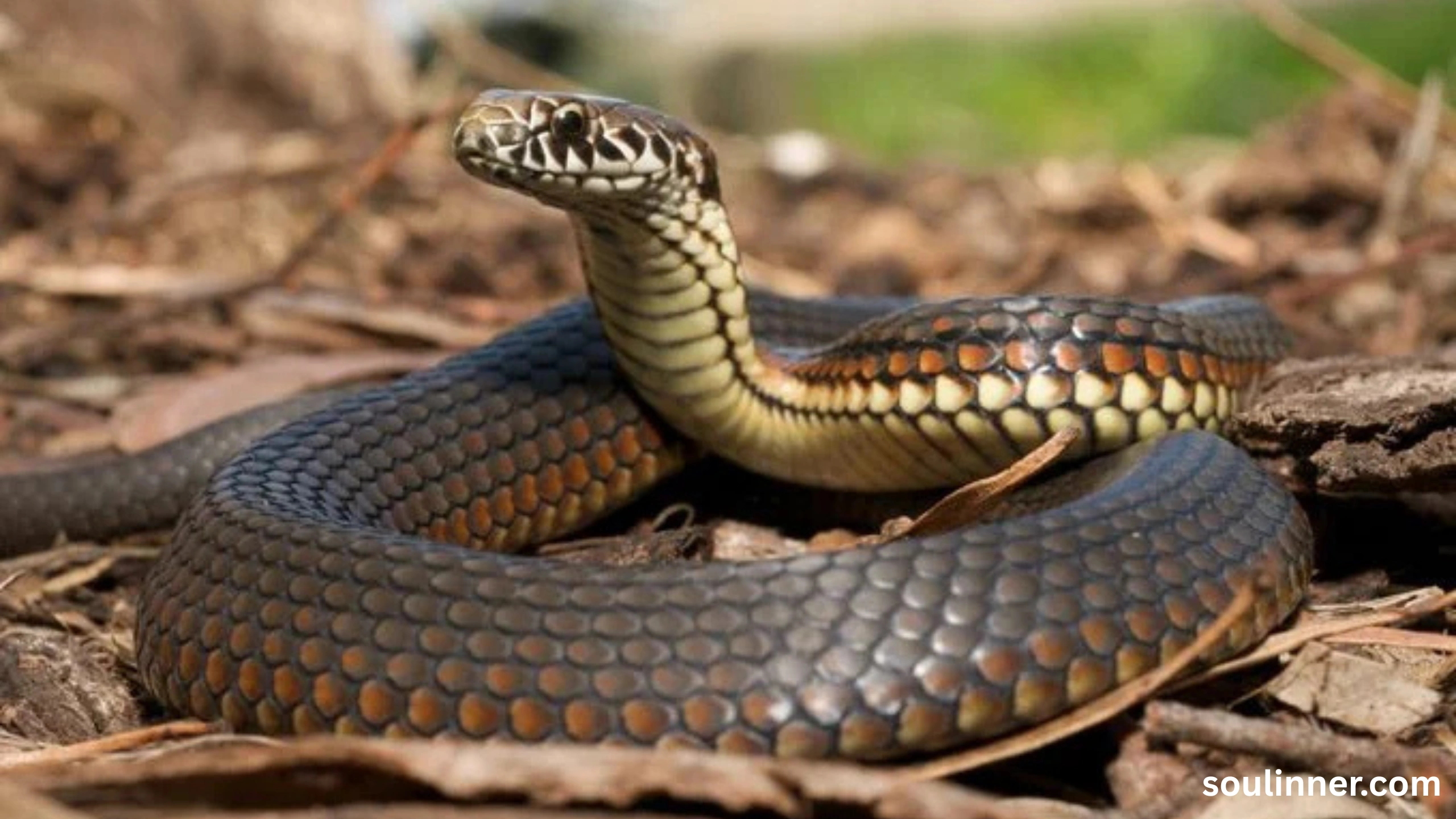 Snake in House Spiritual Meaning and Symbolism