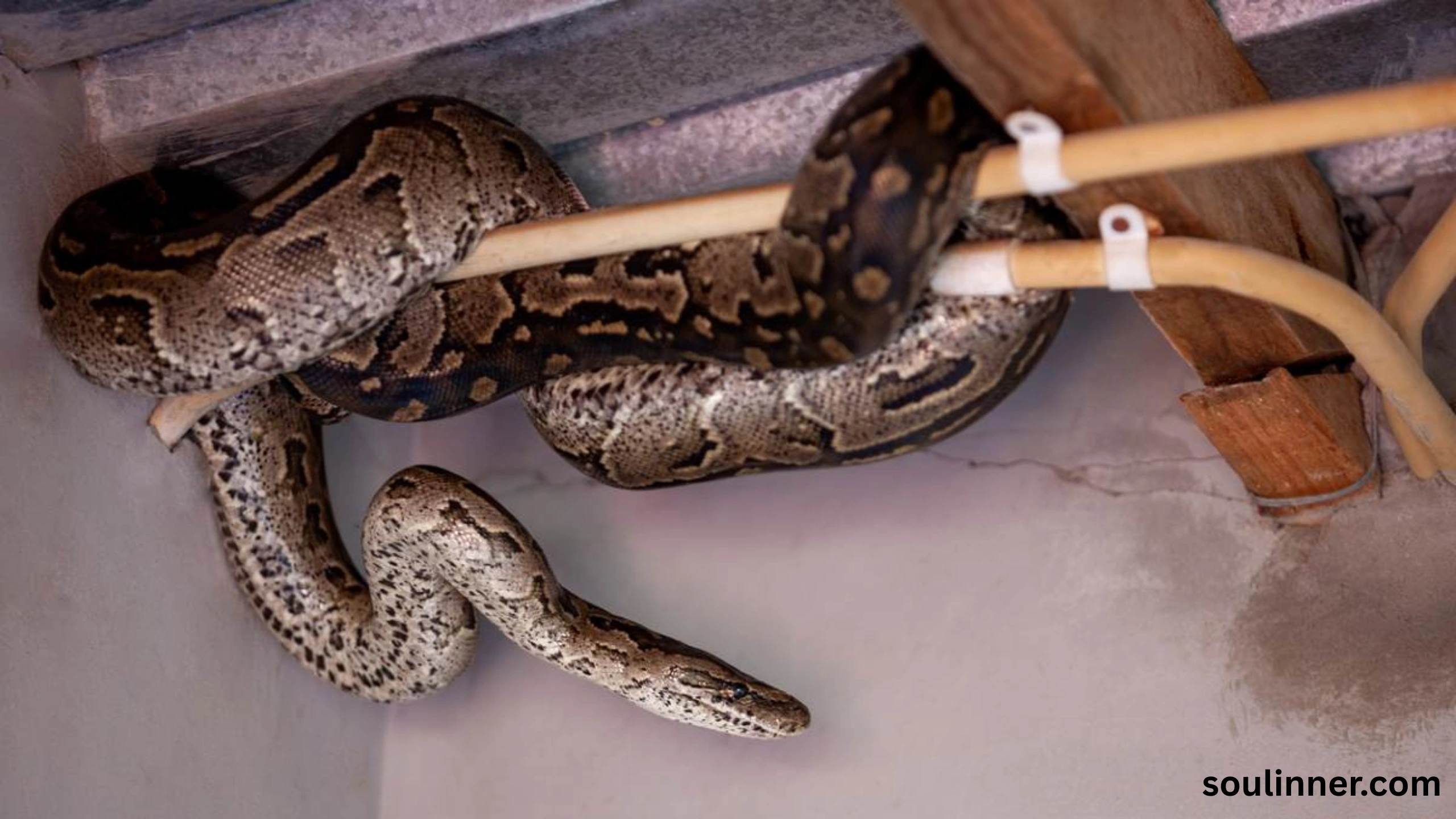 Snake in House Spiritual Meaning and Symbolism