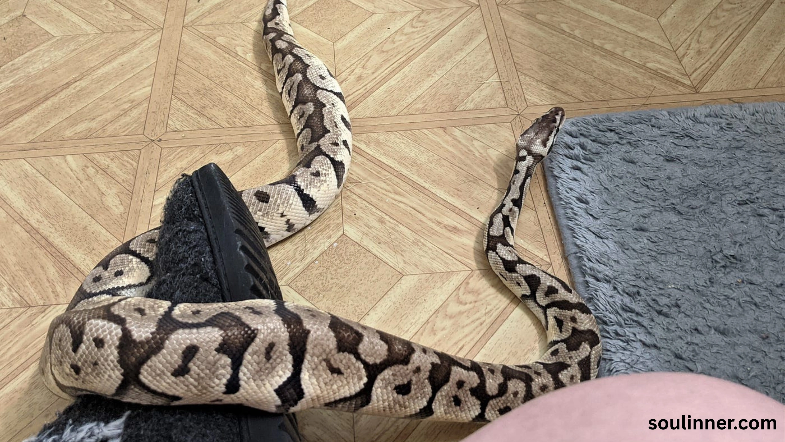Snake in House Spiritual Meaning and Symbolism