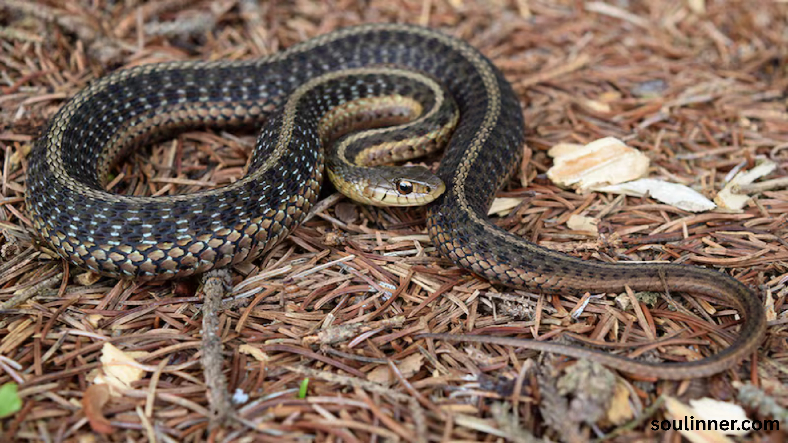Snake in House Spiritual Meaning and Symbolism