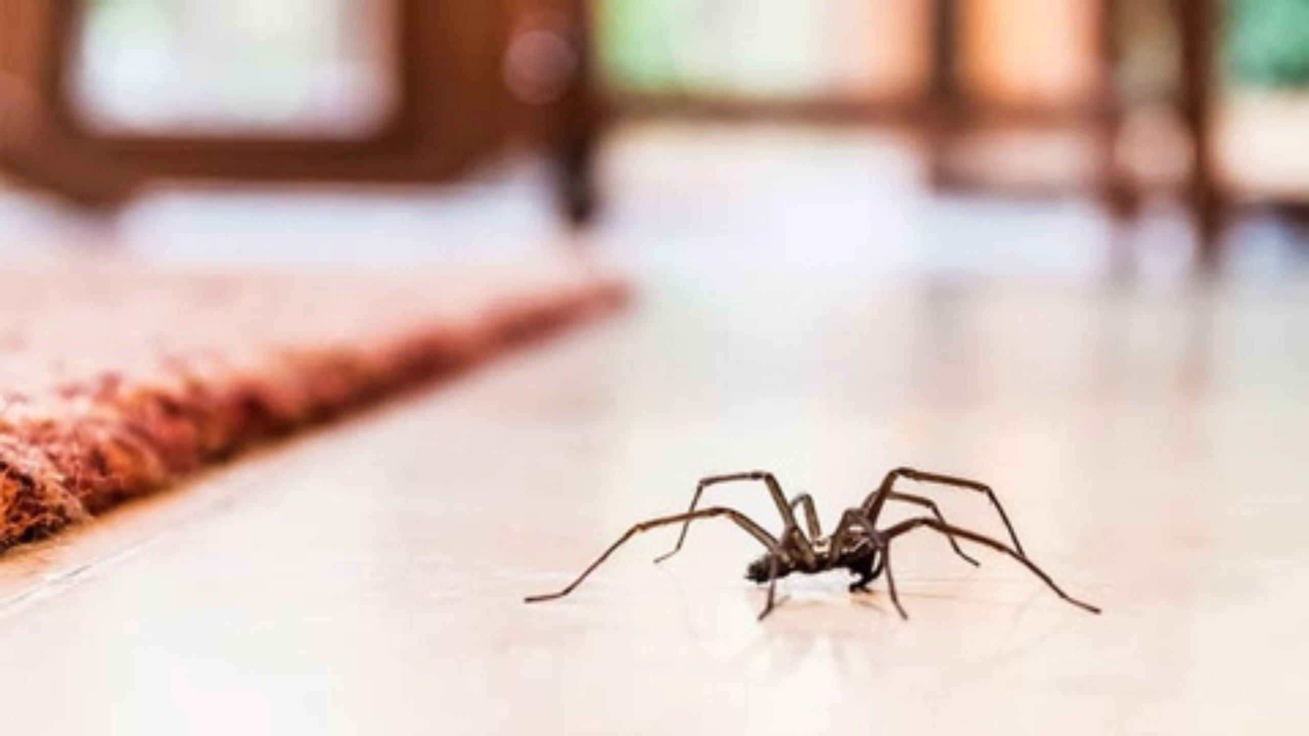 Spider Symbolism