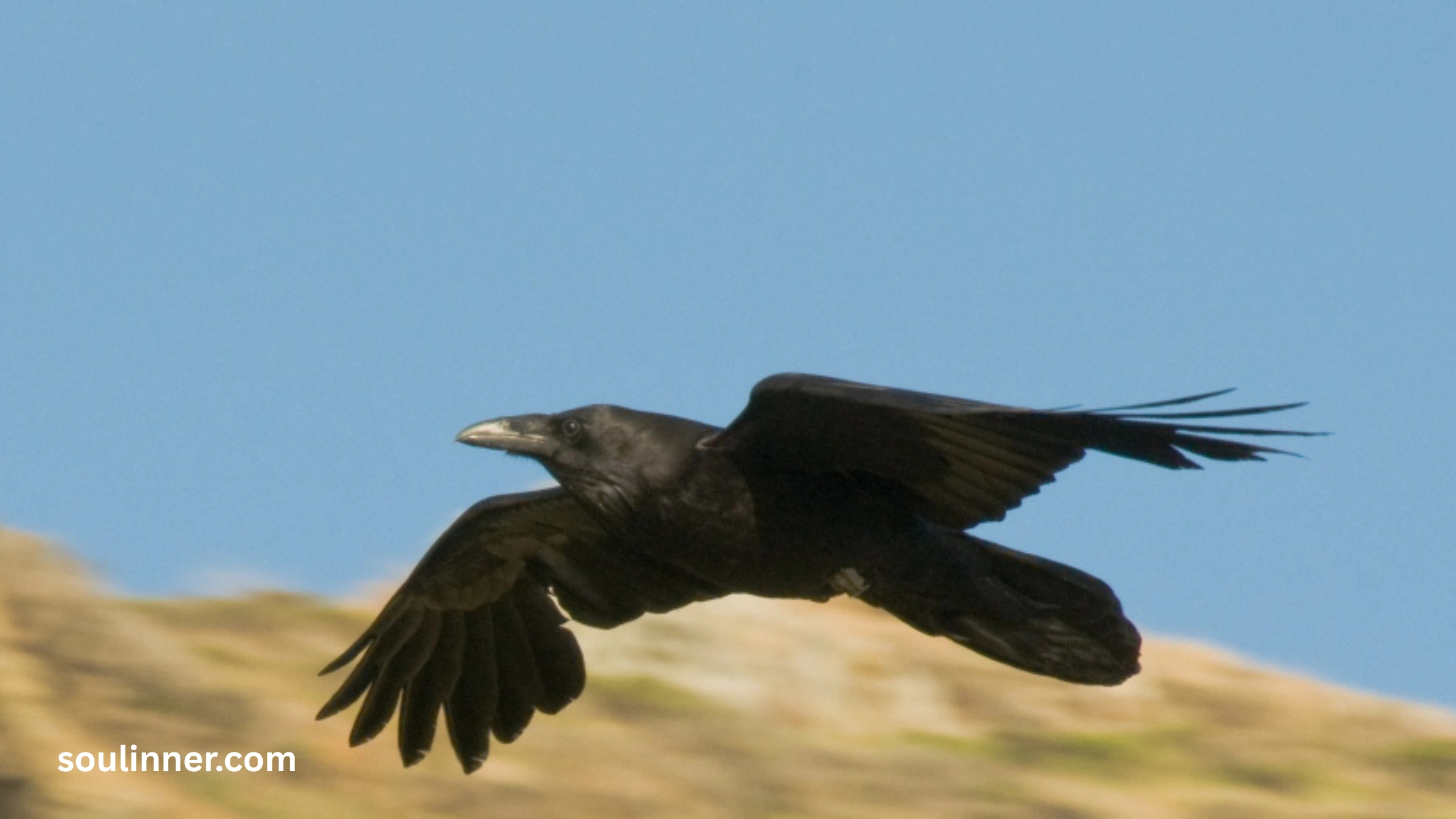 Spiritual Meaning Raven
