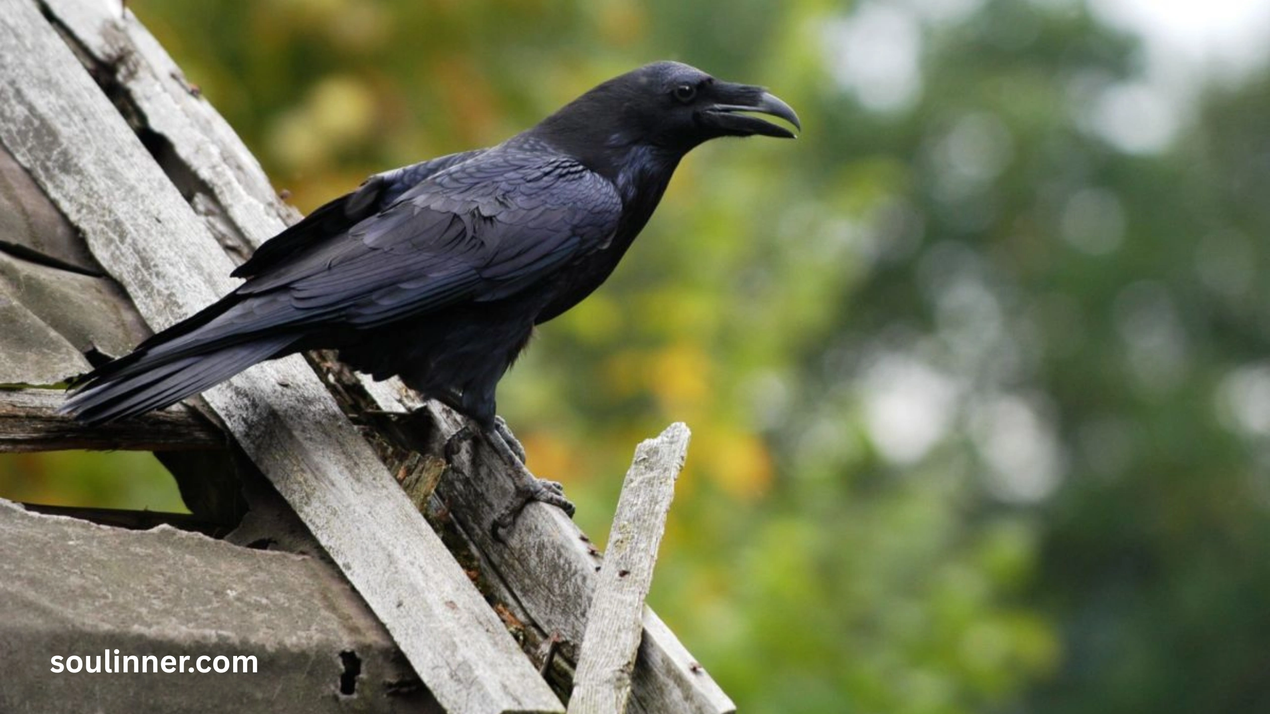 Spiritual Meaning Raven