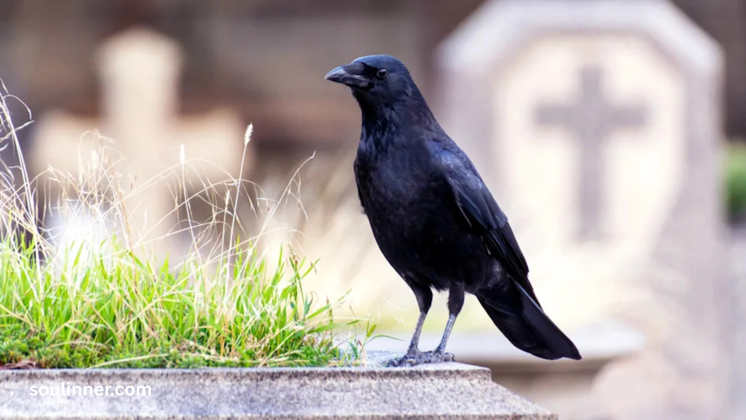 Spiritual Meaning Raven