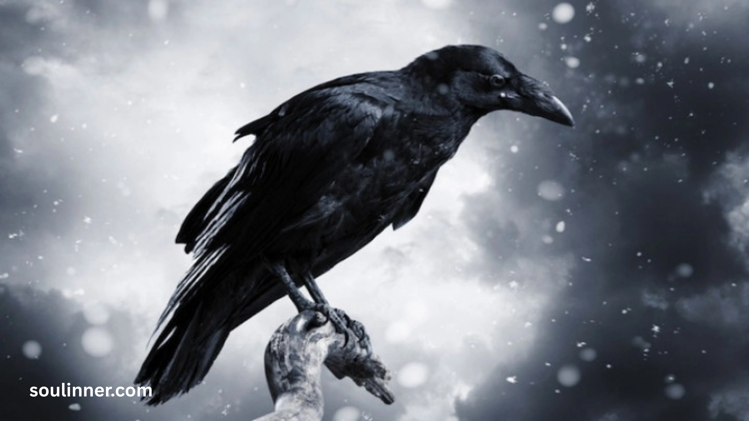 Spiritual Meaning Raven